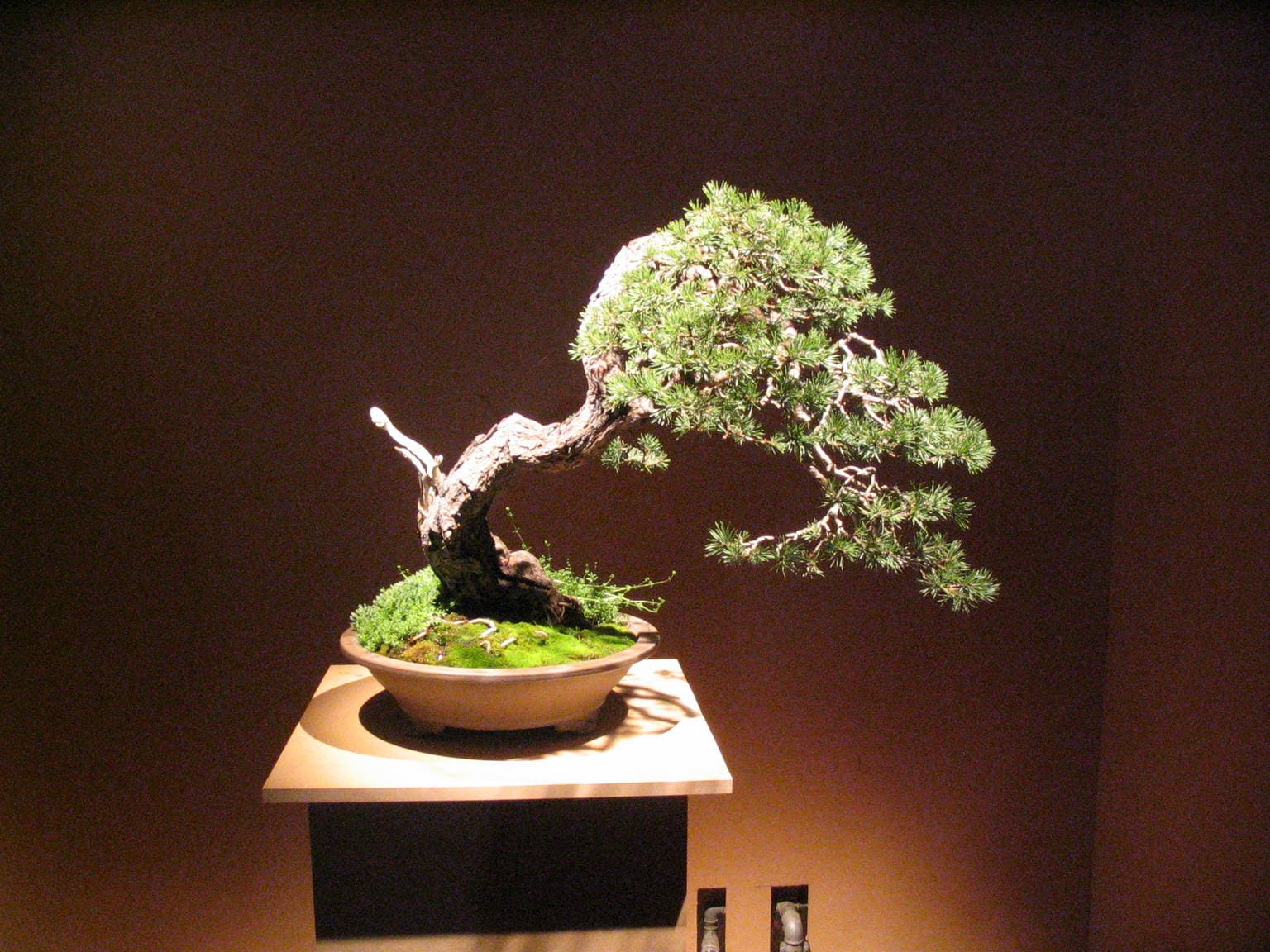Slanting Pine Bonsai with Jin