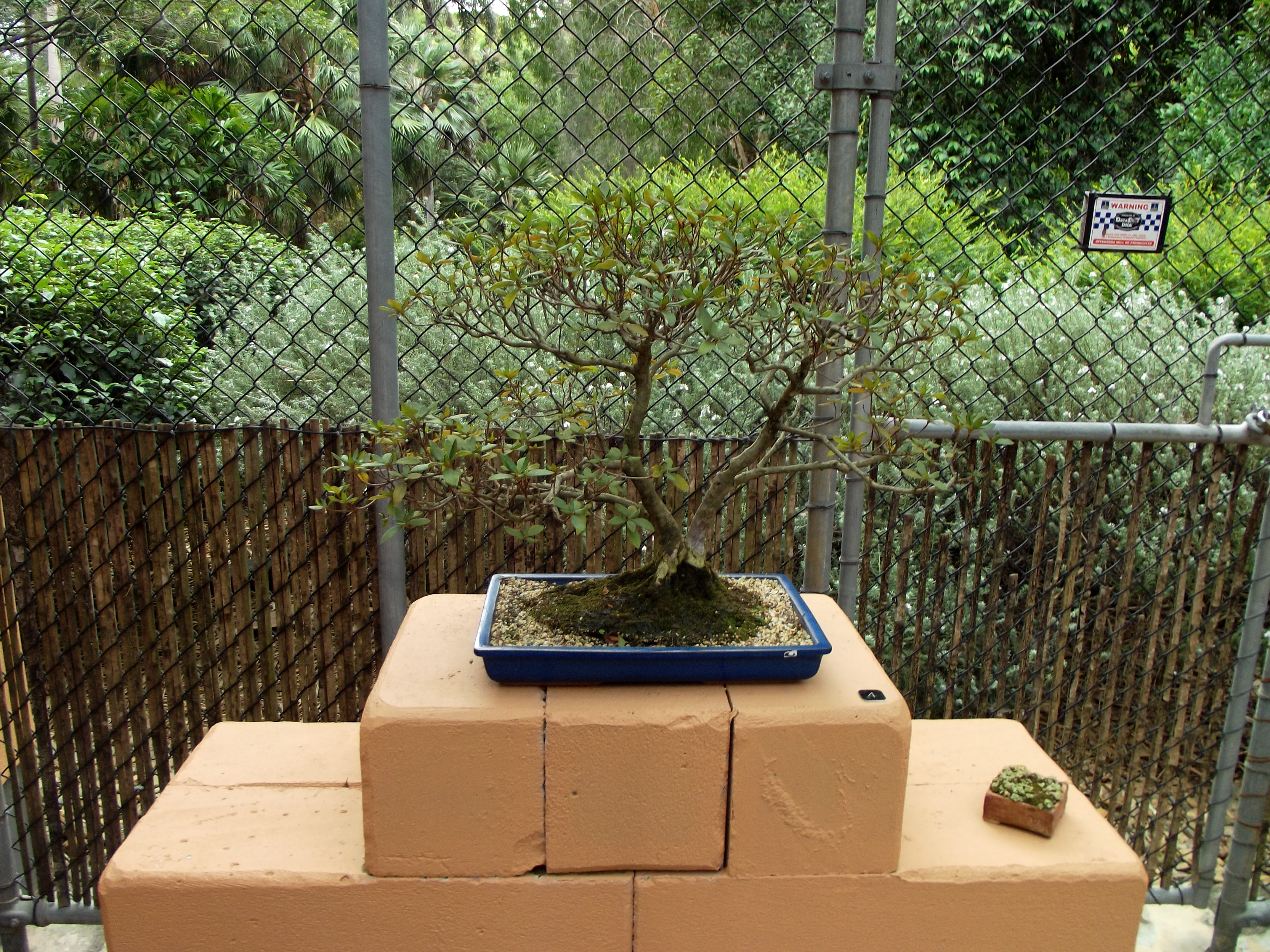 Chinese Privet Informal Upright Bonsai