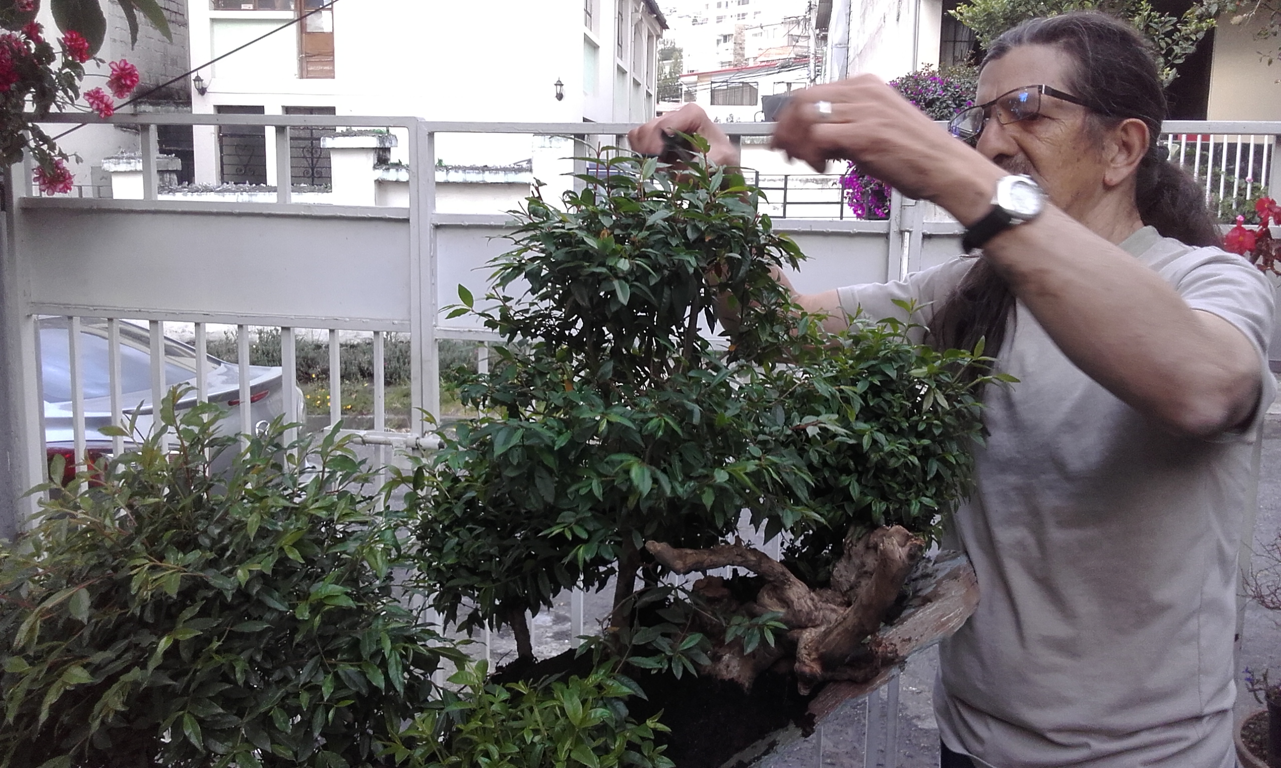 Ficus Root-Over-Rock Bonsai