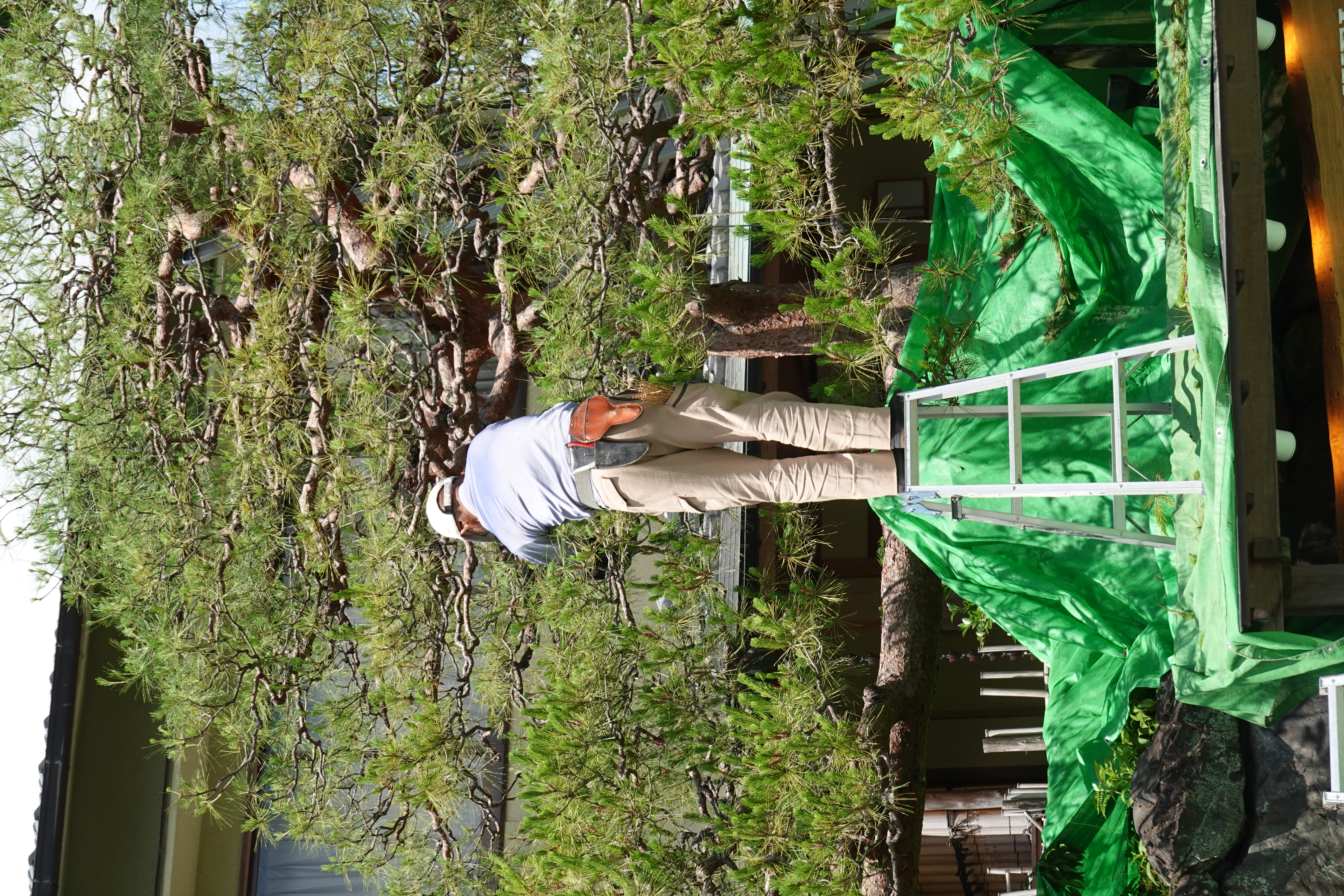 Mature Japanese Black Pine Garden Bonsai
