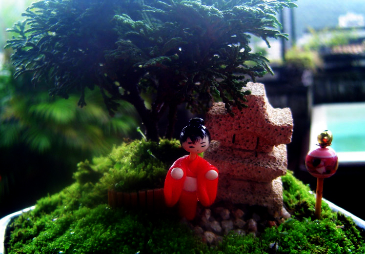 Miniature Japanese Cedar Bonsai with Diorama