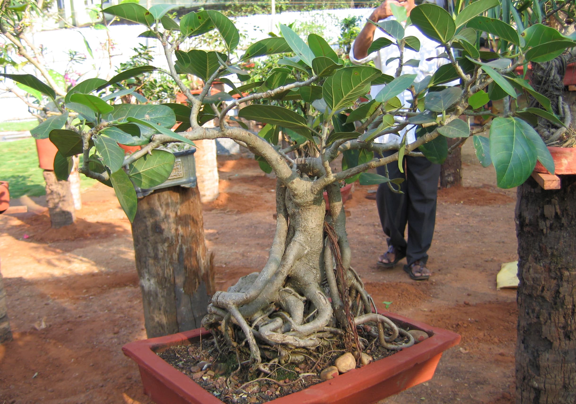 Banyan Fig Bonsai
