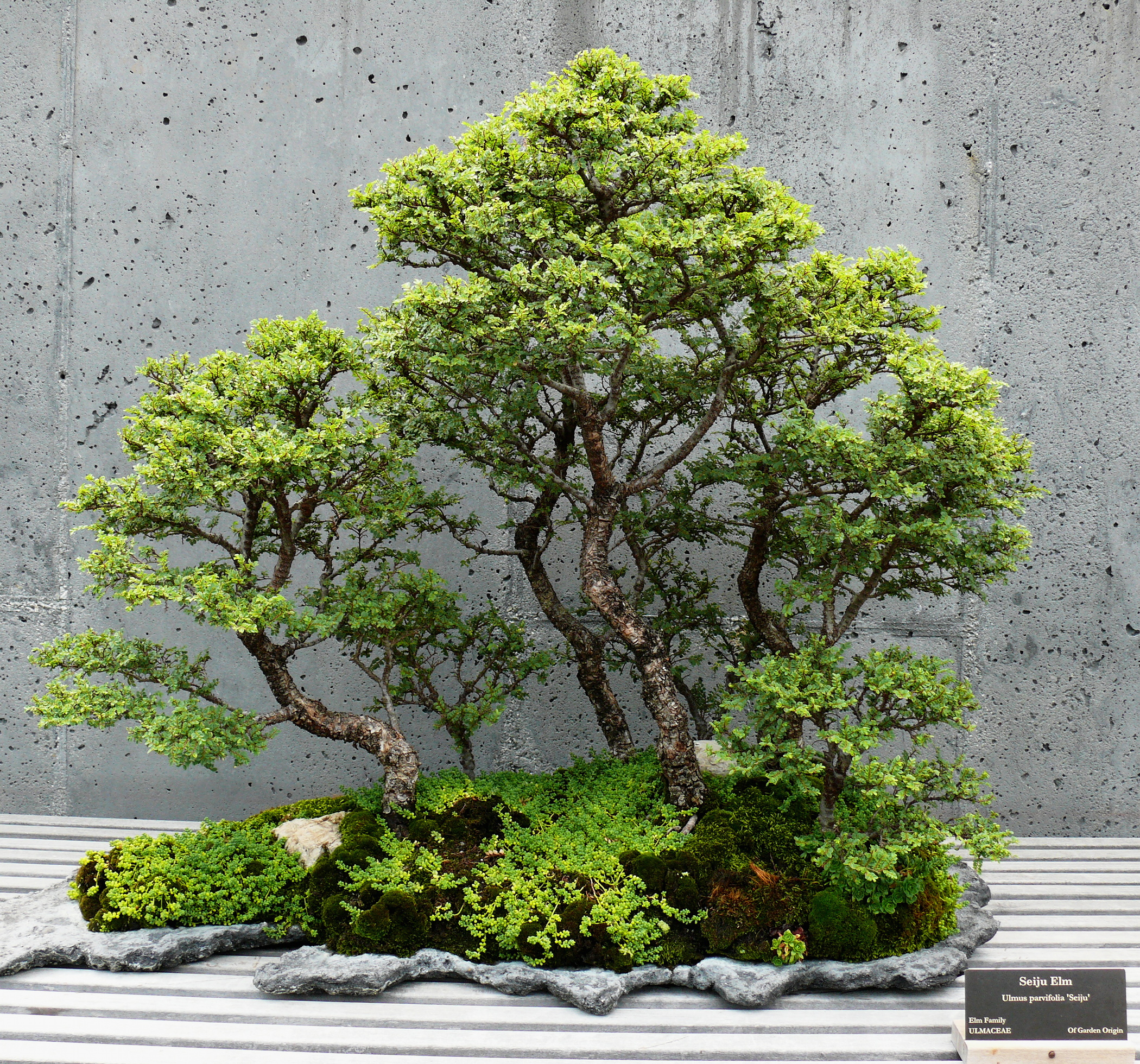 Seiju Elm Forest Bonsai