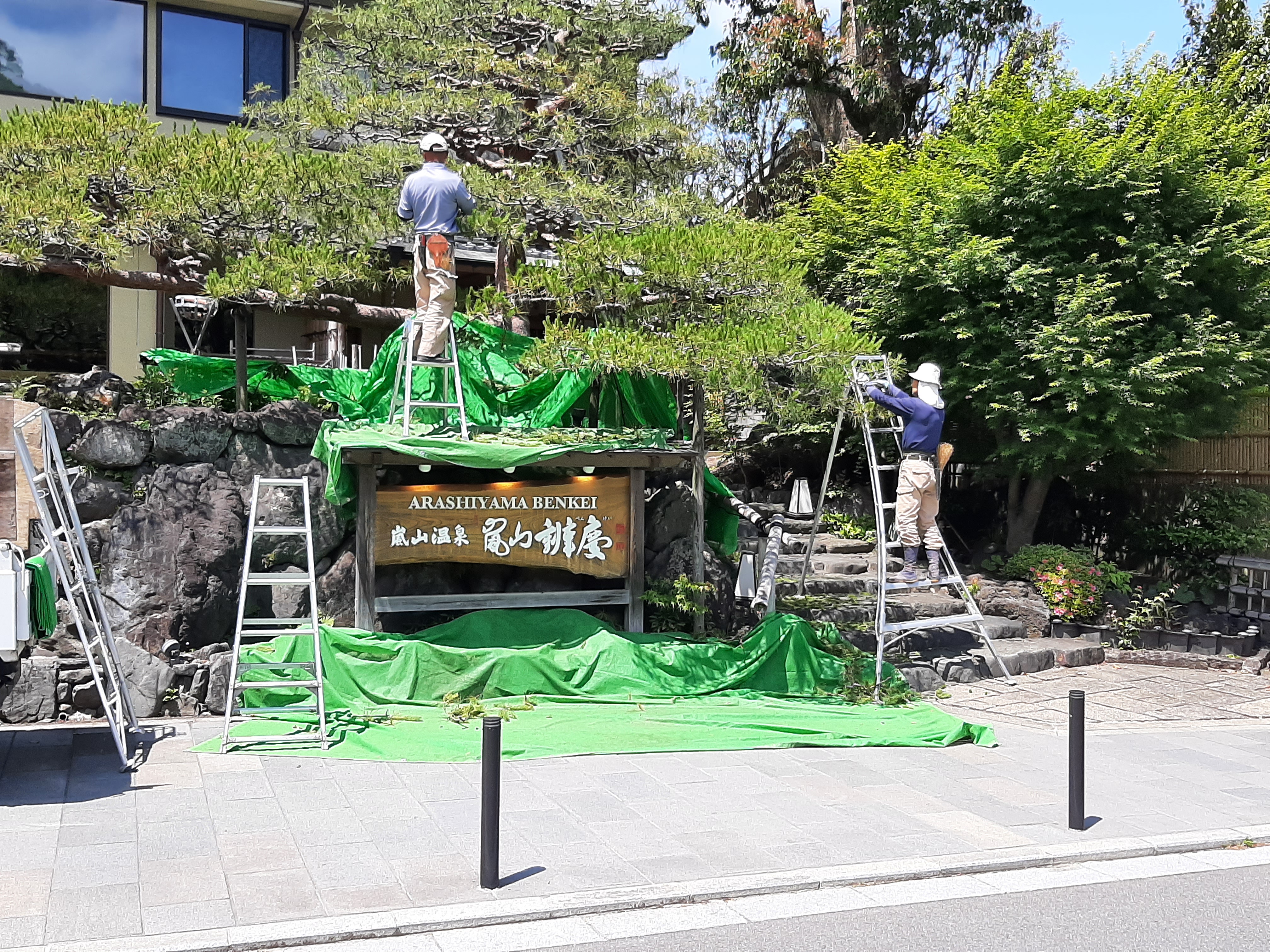 Japanese Black Pine Garden Bonsai