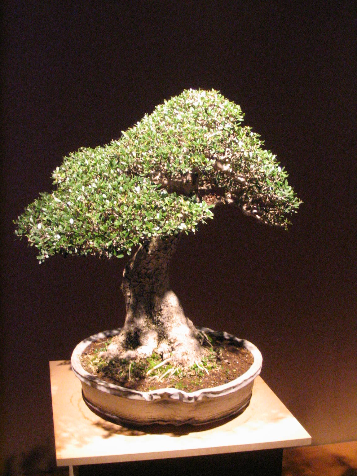 Aged Japanese Holly Informal Upright Bonsai