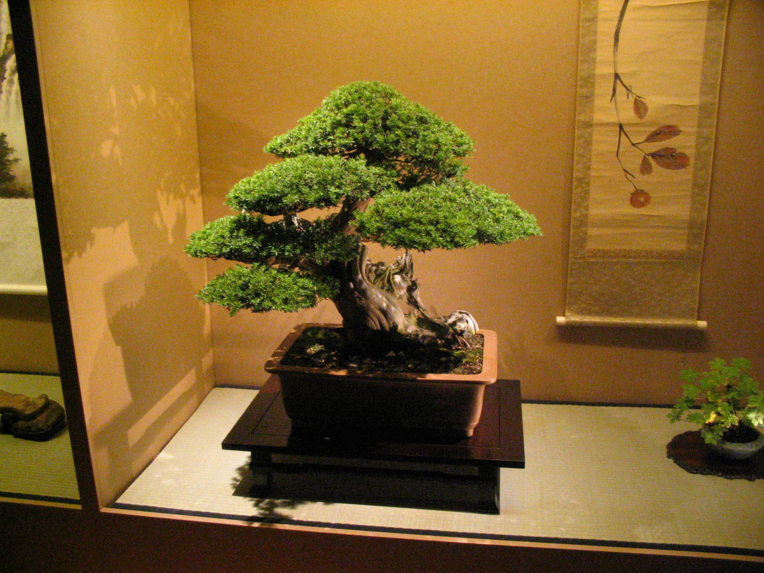 Gnarled Juniper Bonsai with Deadwood