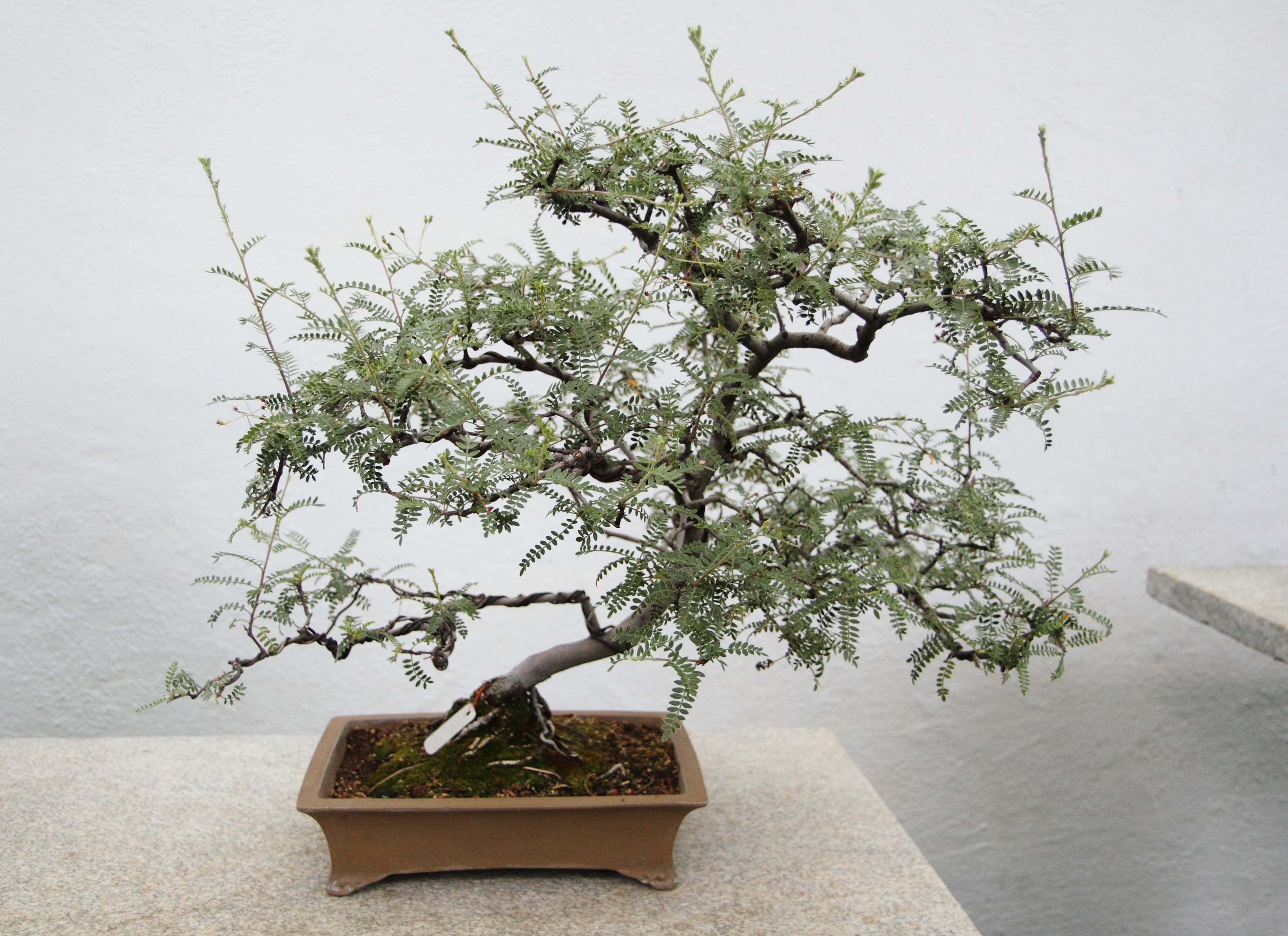 Chinese Hawthorn Bonsai
