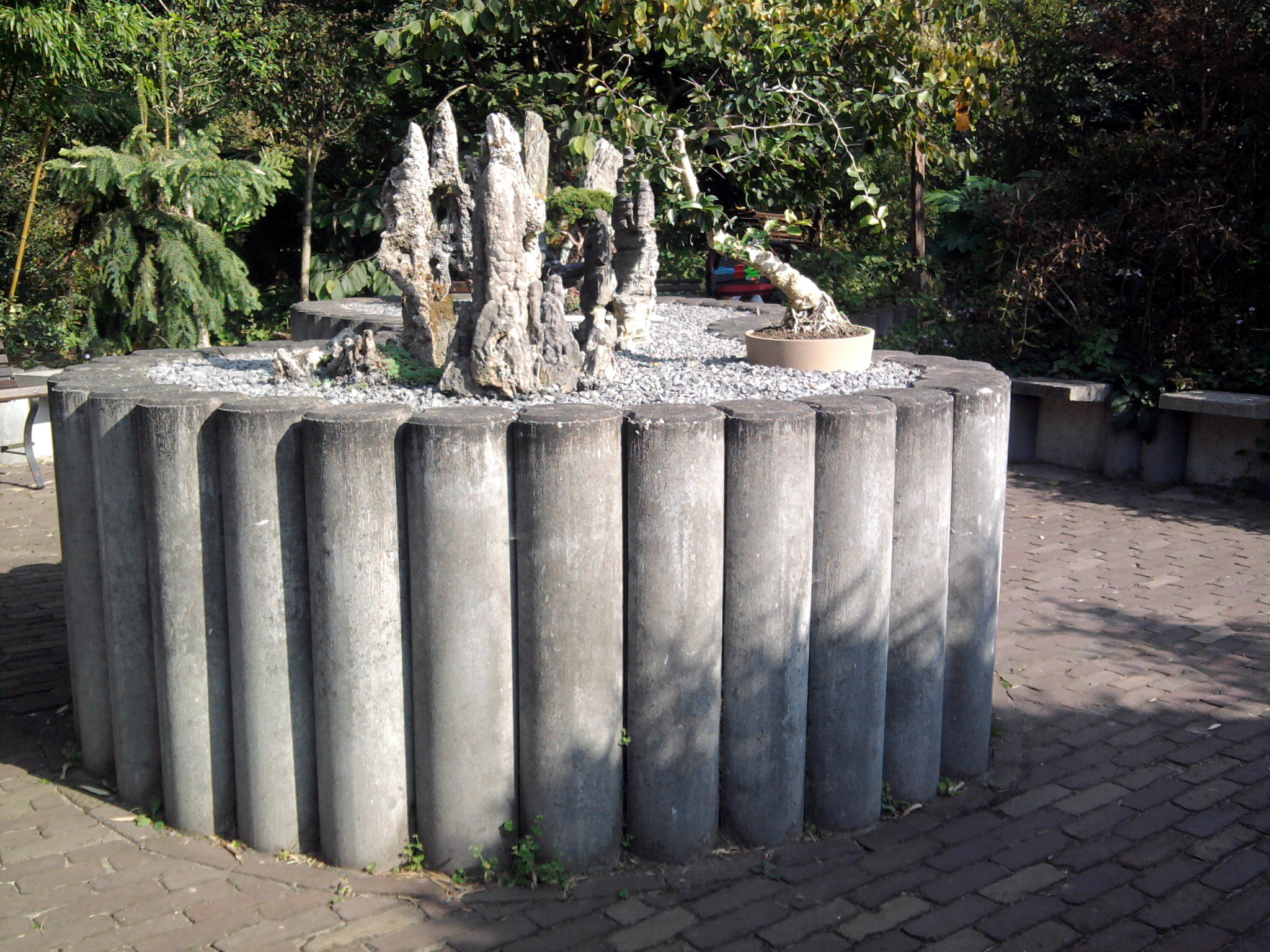 Slanting Chinese Elm Bonsai