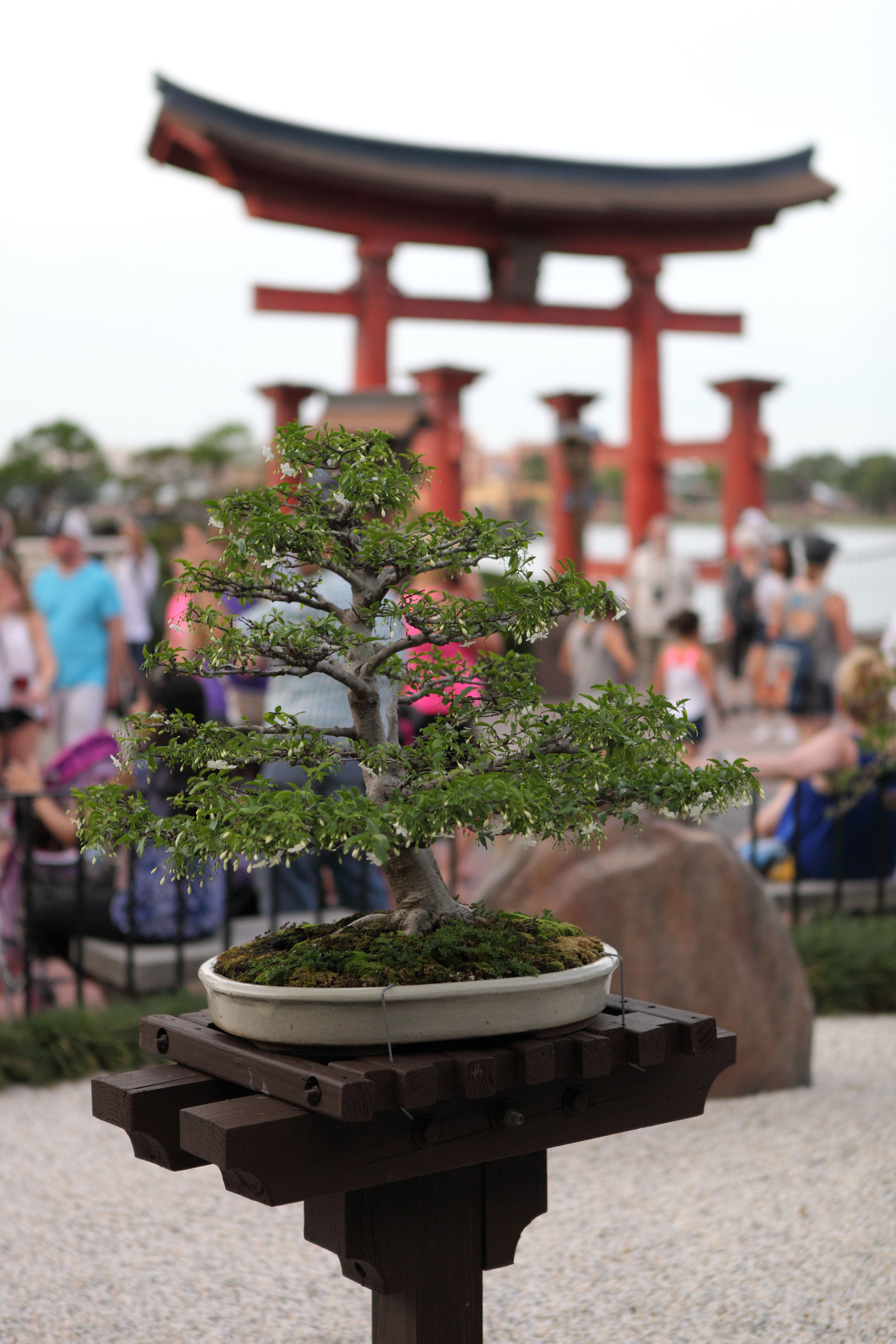 Flowering Serissa Bonsai