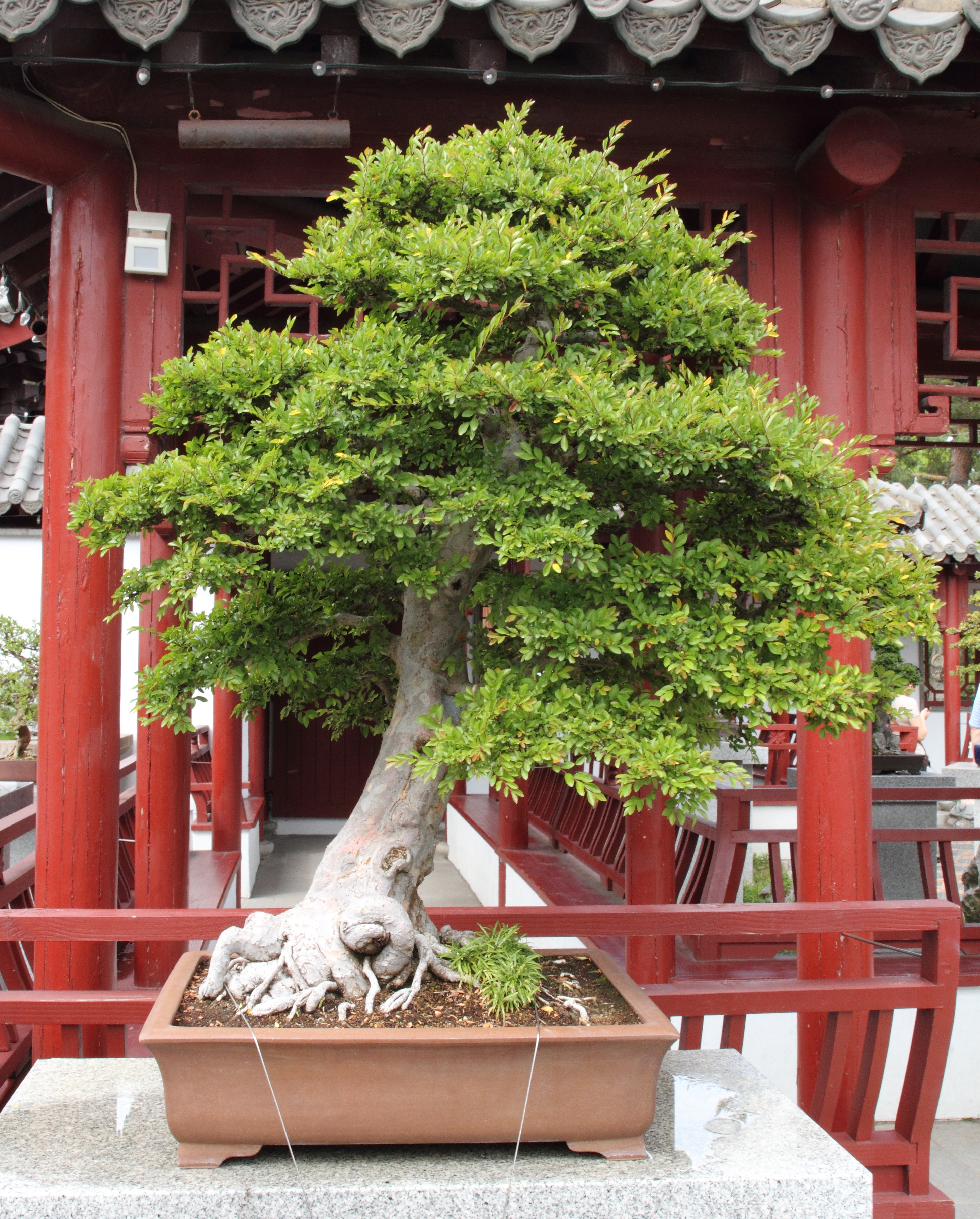 Chinese Elm Penjing