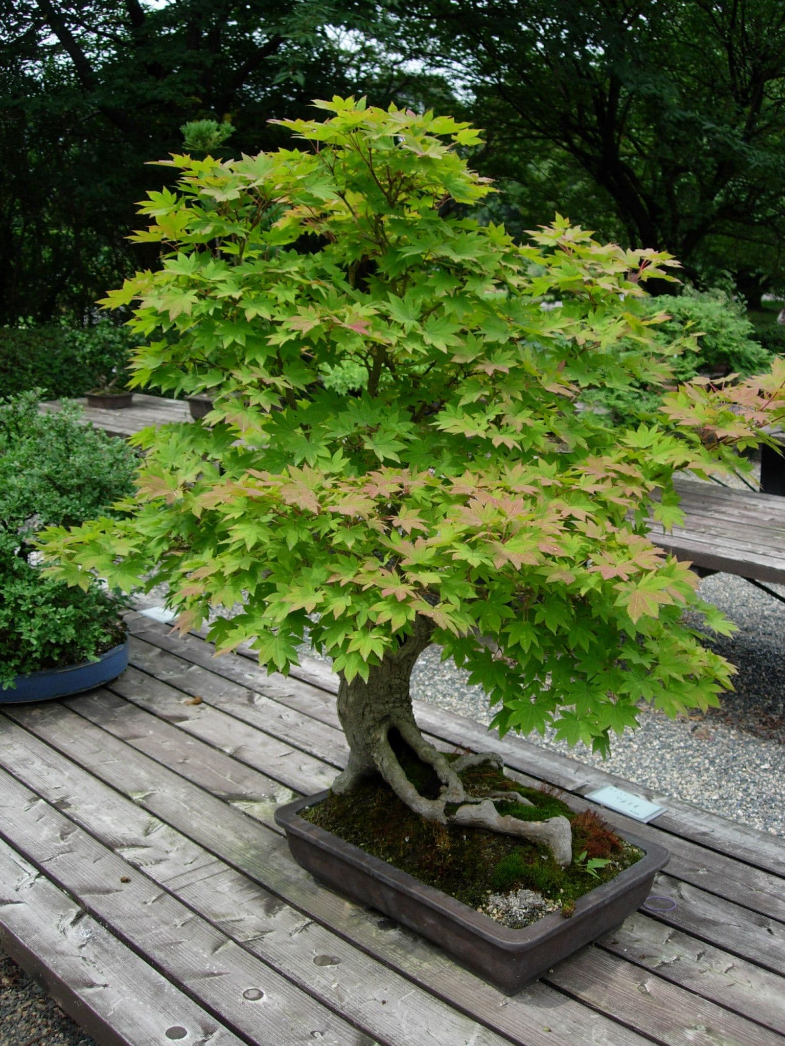 Japanese Maple Bonsai
