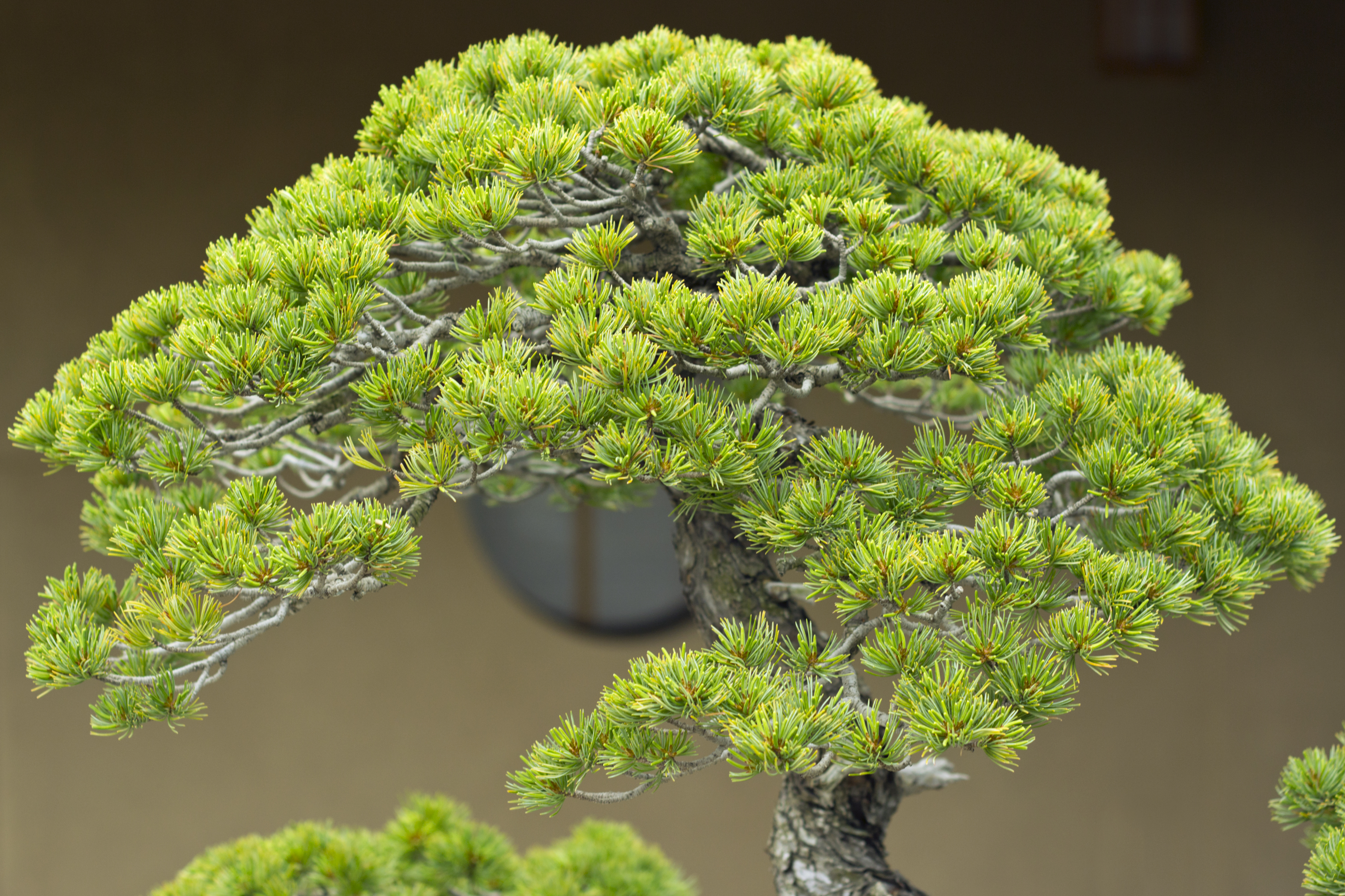 Japanese White Pine Bonsai