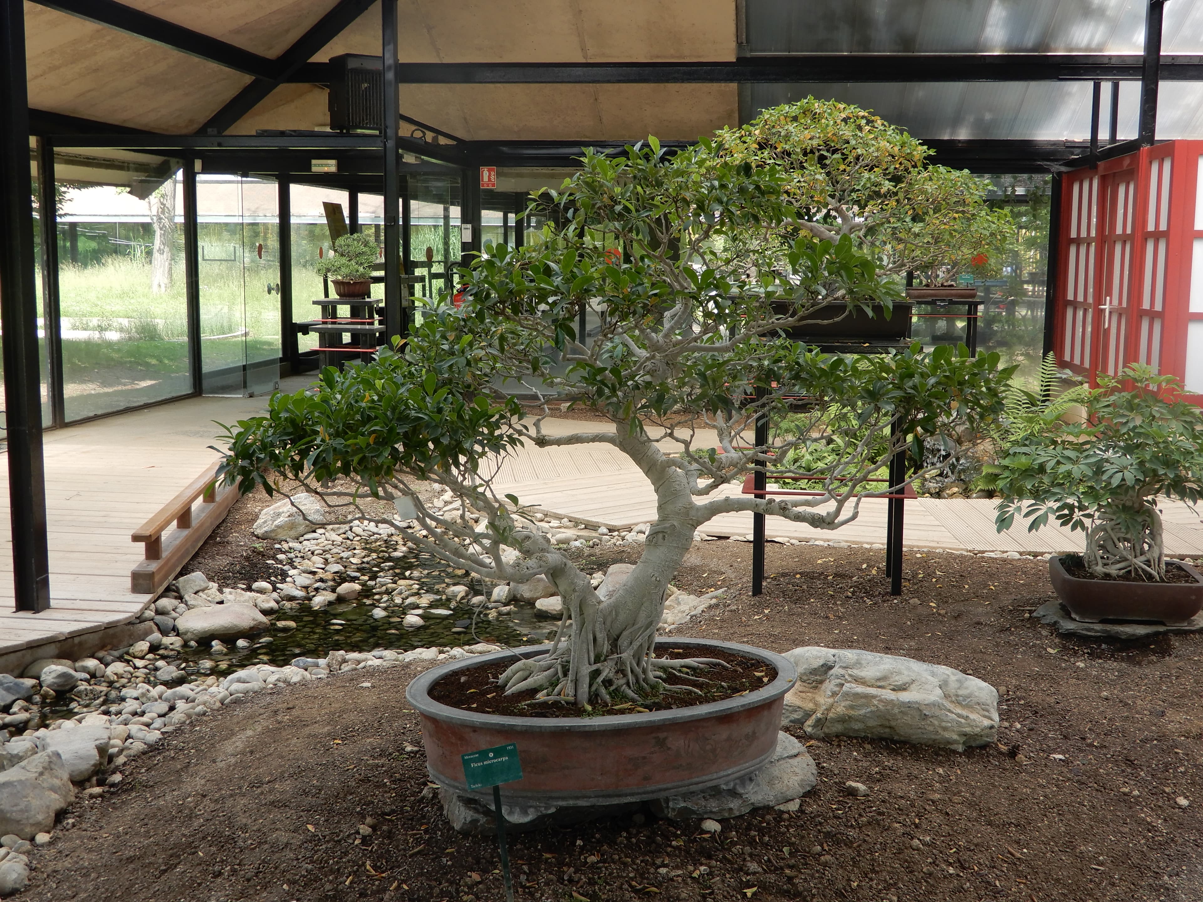 Ficus Microcarpa Bonsai with Exposed Roots
