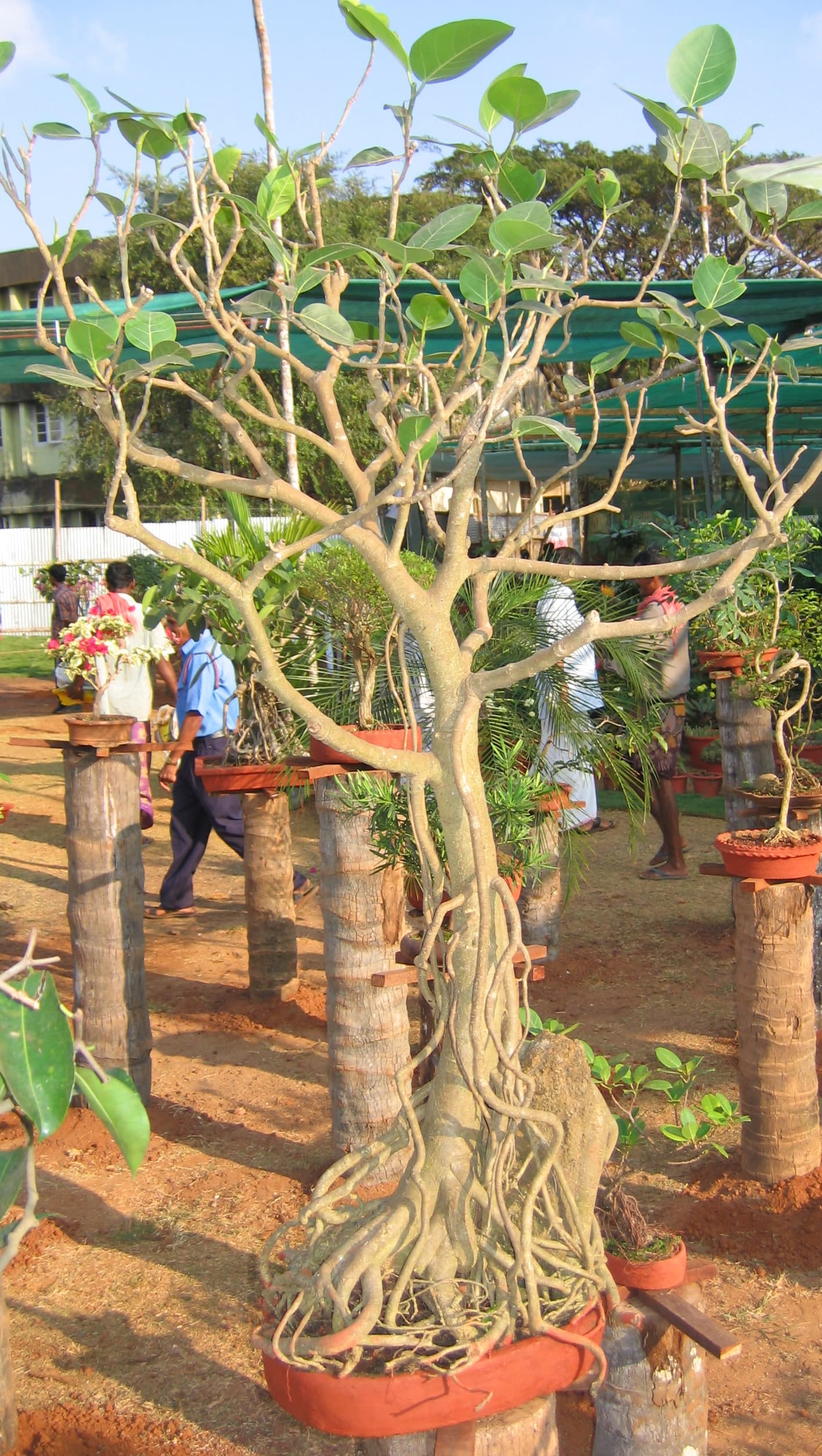 Banyan Root-Over-Rock Bonsai