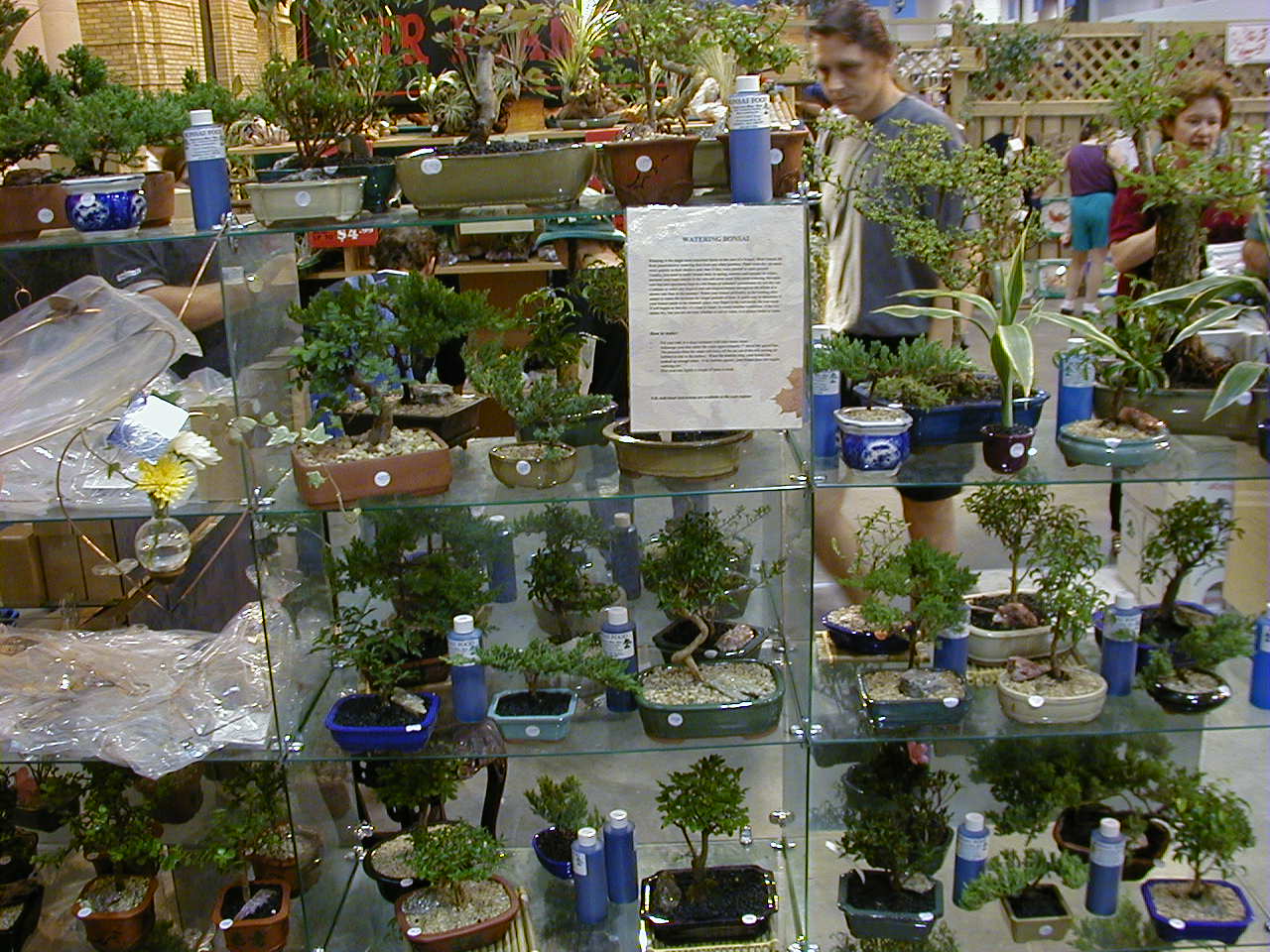 Chinese Elm Informal Upright Bonsai