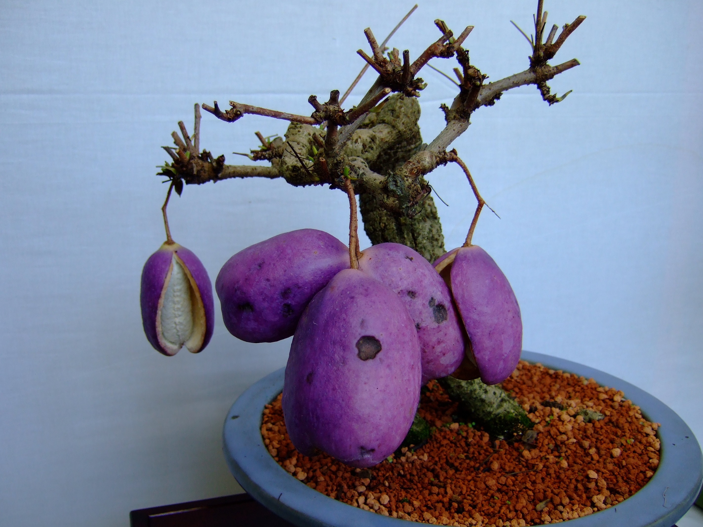Akebia Bonsai with Purple Fruits