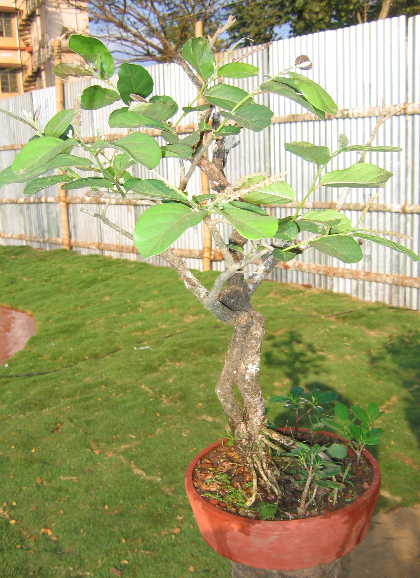 Cluster Fig Bonsai
