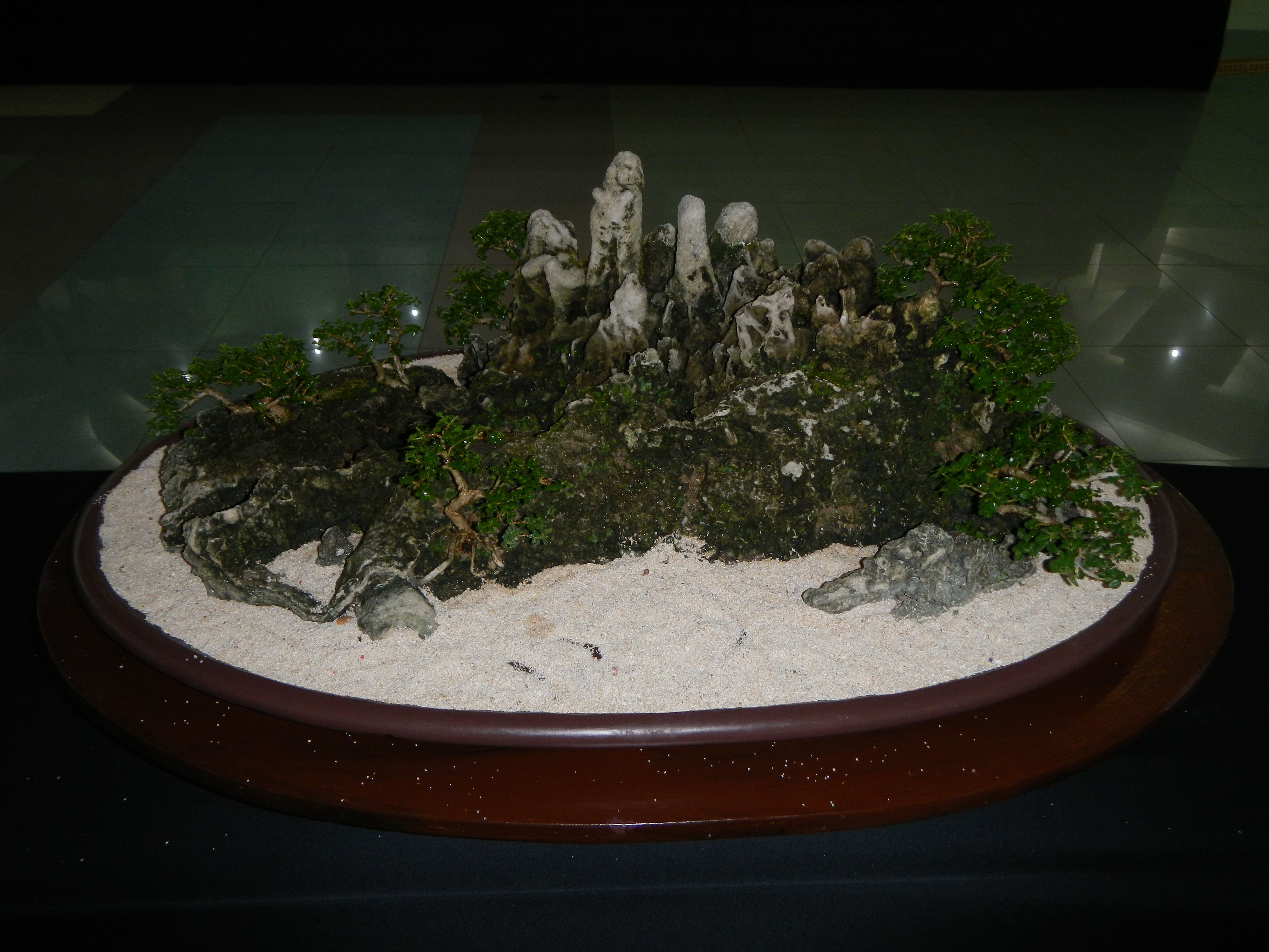 Miniature Rock Landscape with Ficus