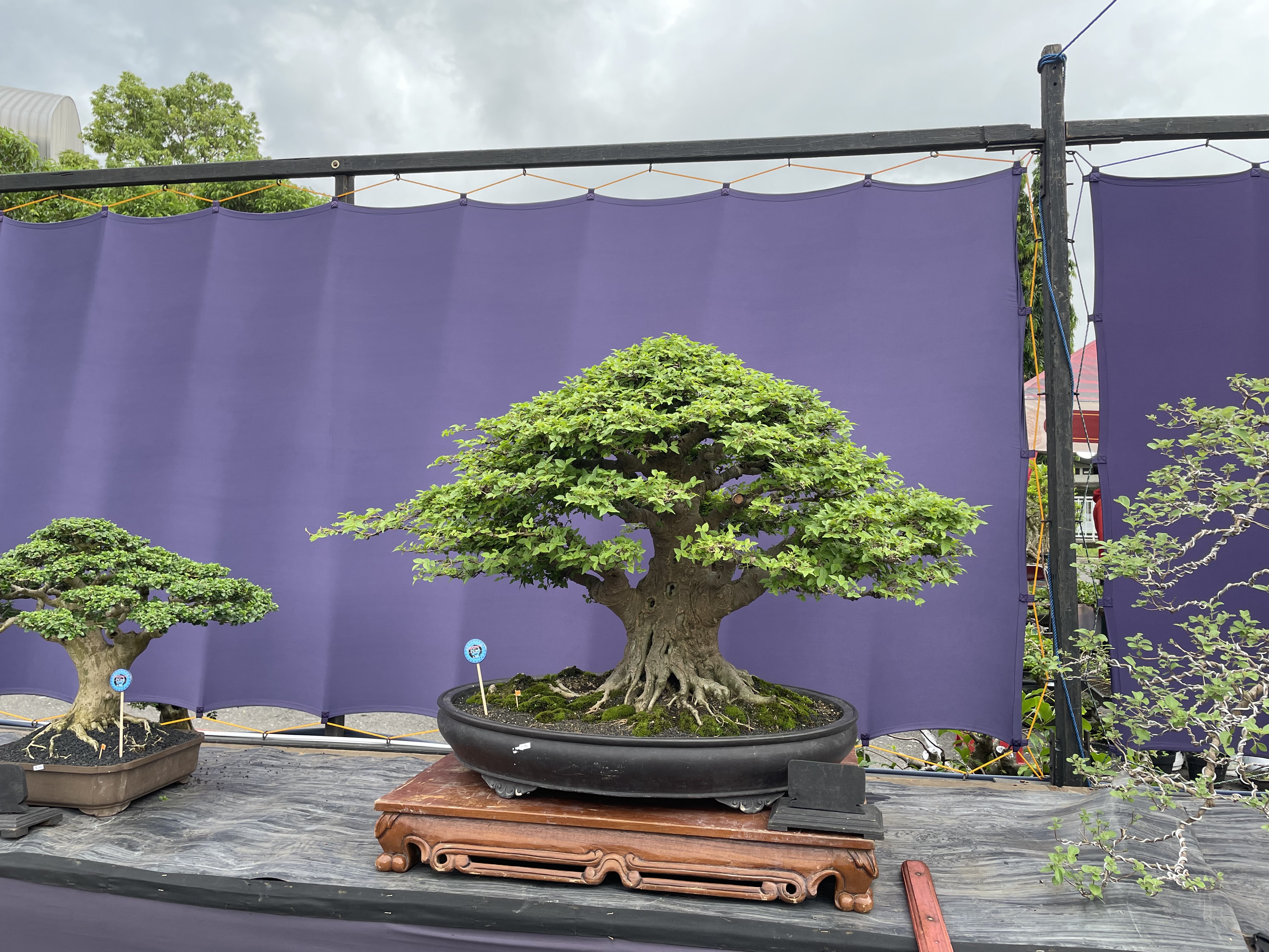 Mature Chinese Banyan Bonsai