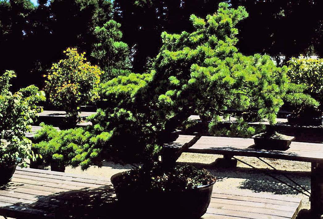 Japanese Black Pine Bonsai