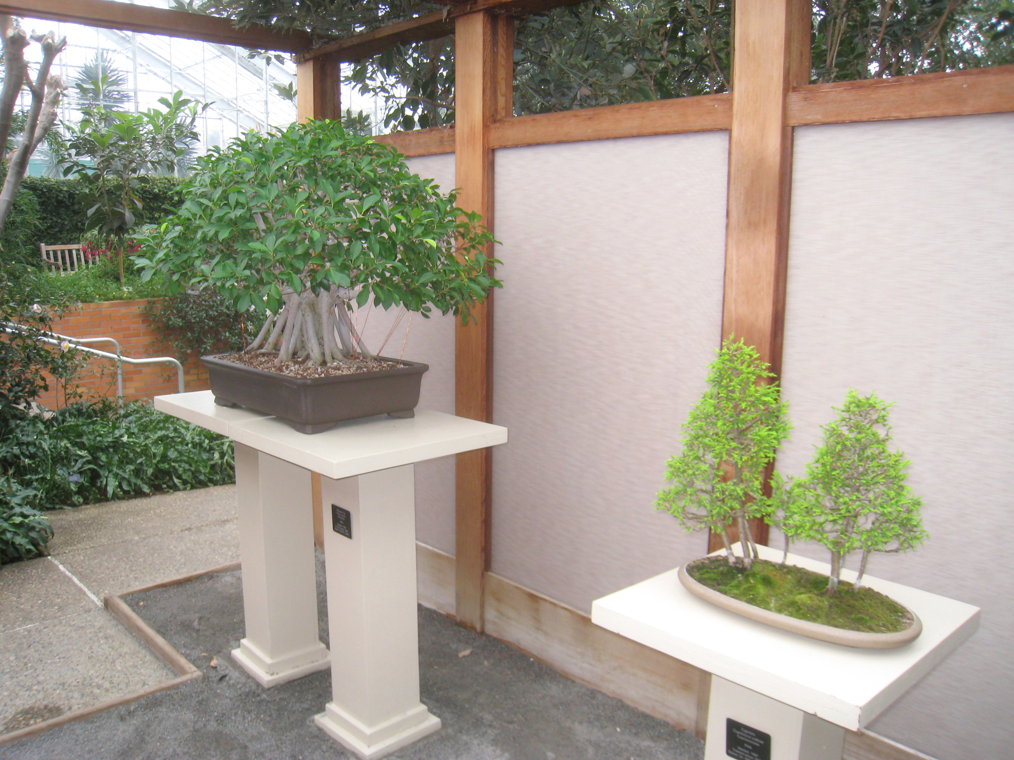Ginseng Ficus Bonsai