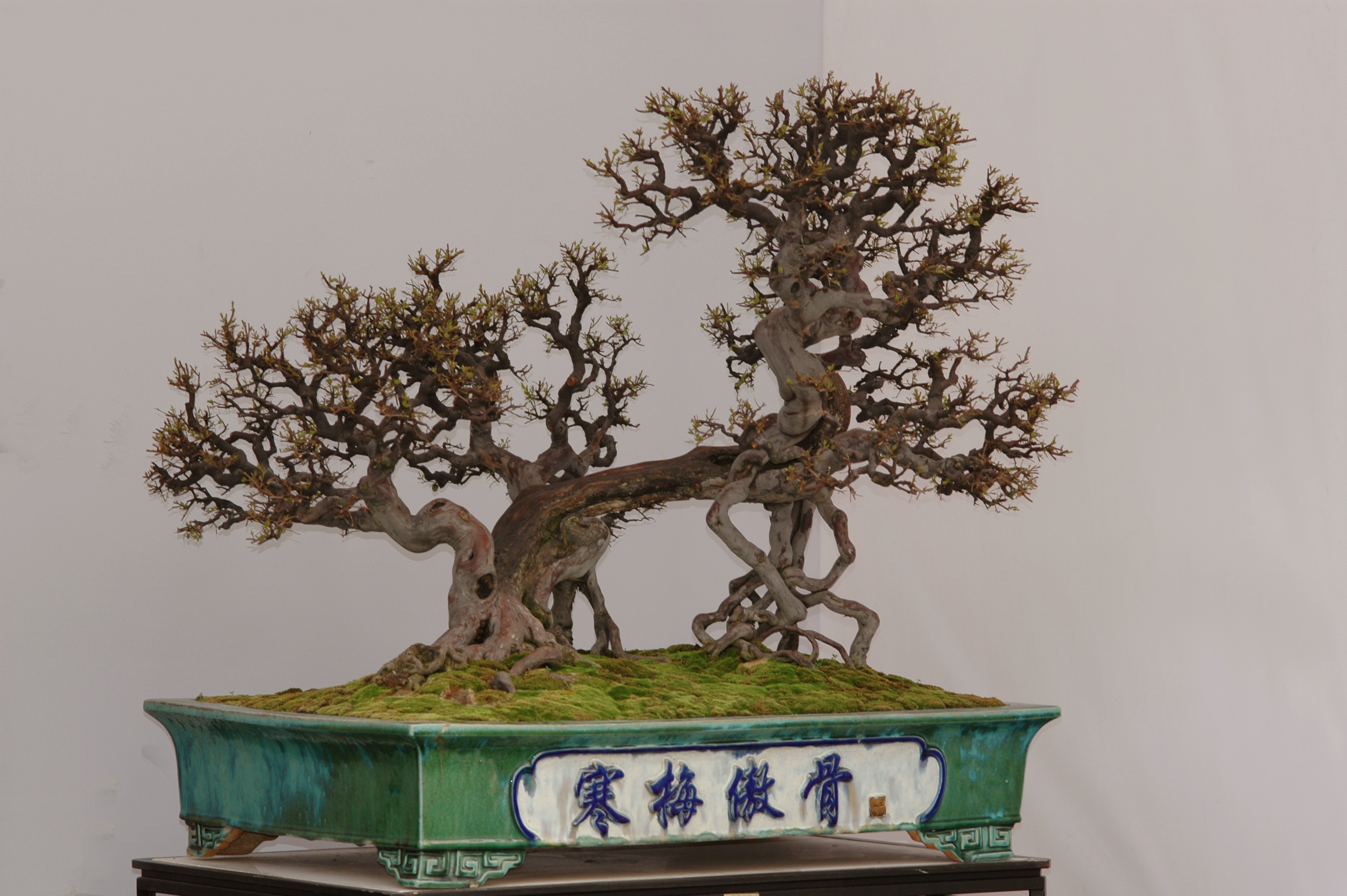 Ancient Japanese Apricot Forest Bonsai