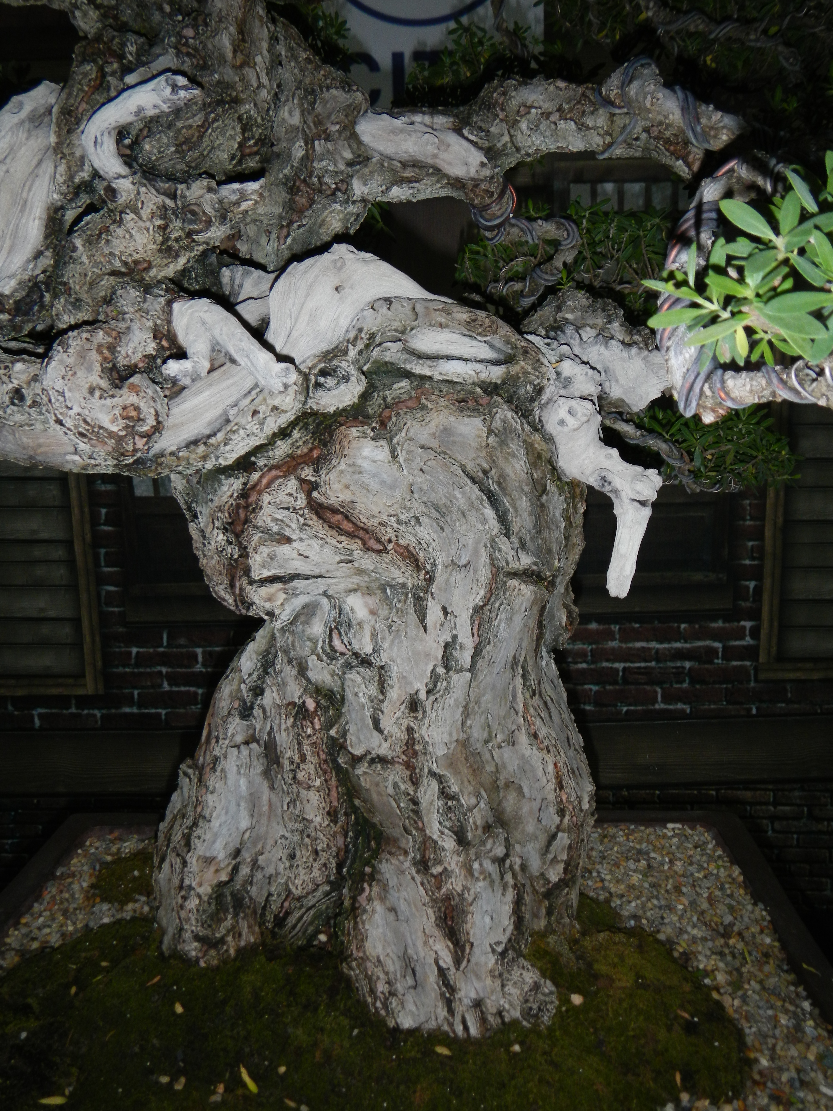 Ancient Olive Bonsai with Gnarled Trunk