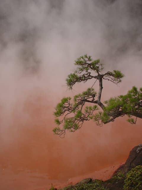 Aged Pine Bonsai over Hot Spring