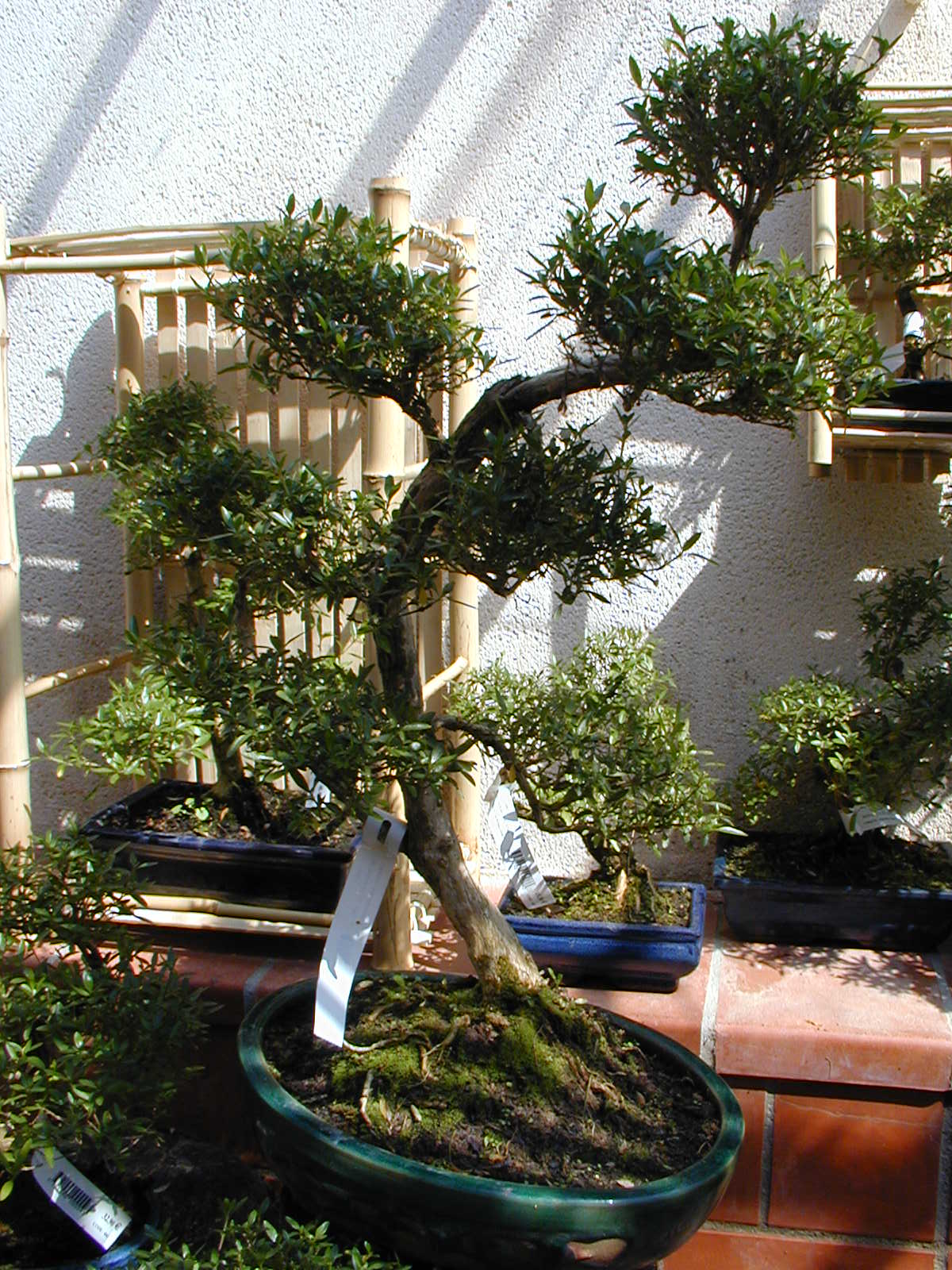 Japanese Holly Informal Upright Bonsai