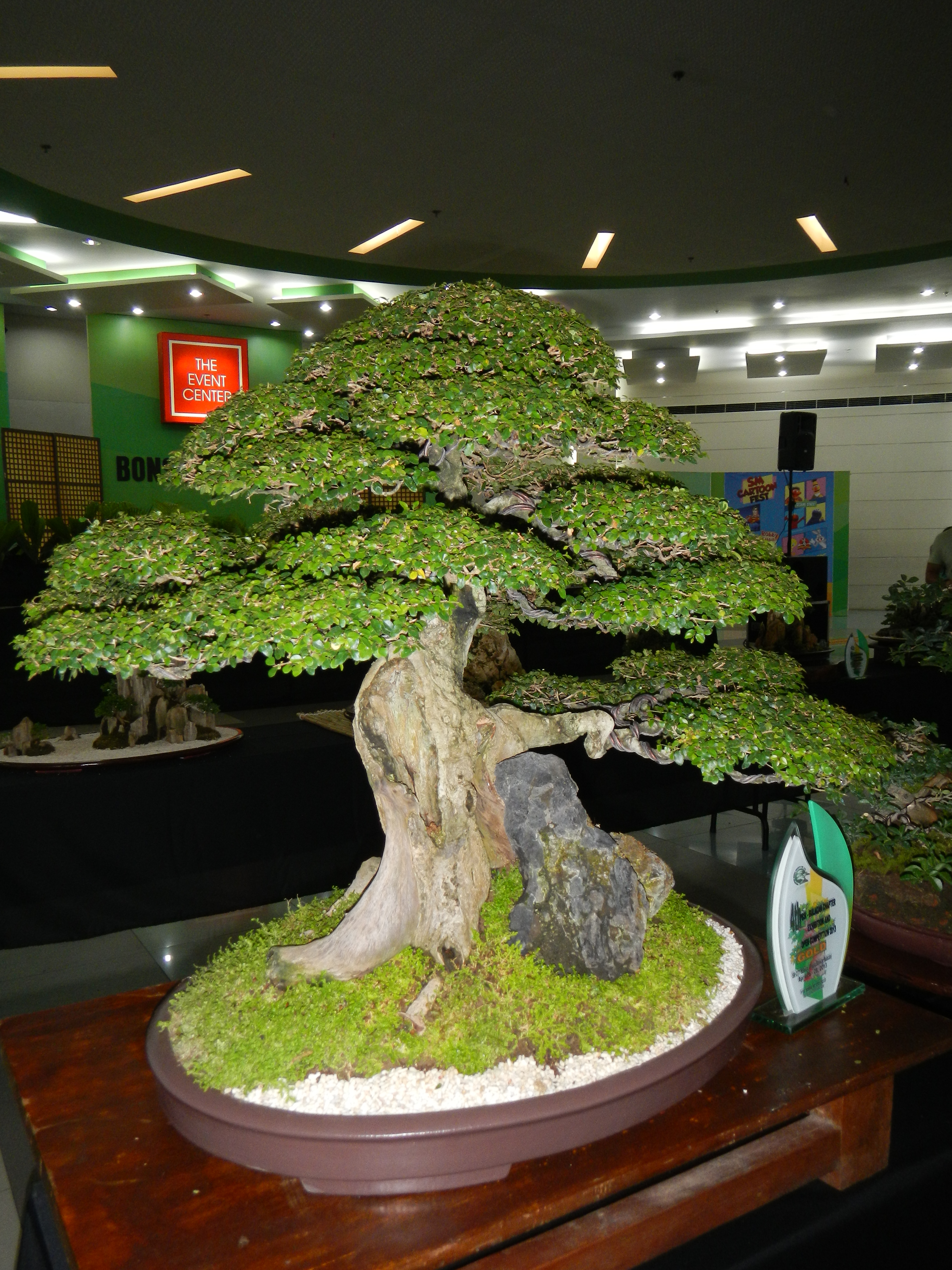 Gnarled Ficus Bonsai with Rock