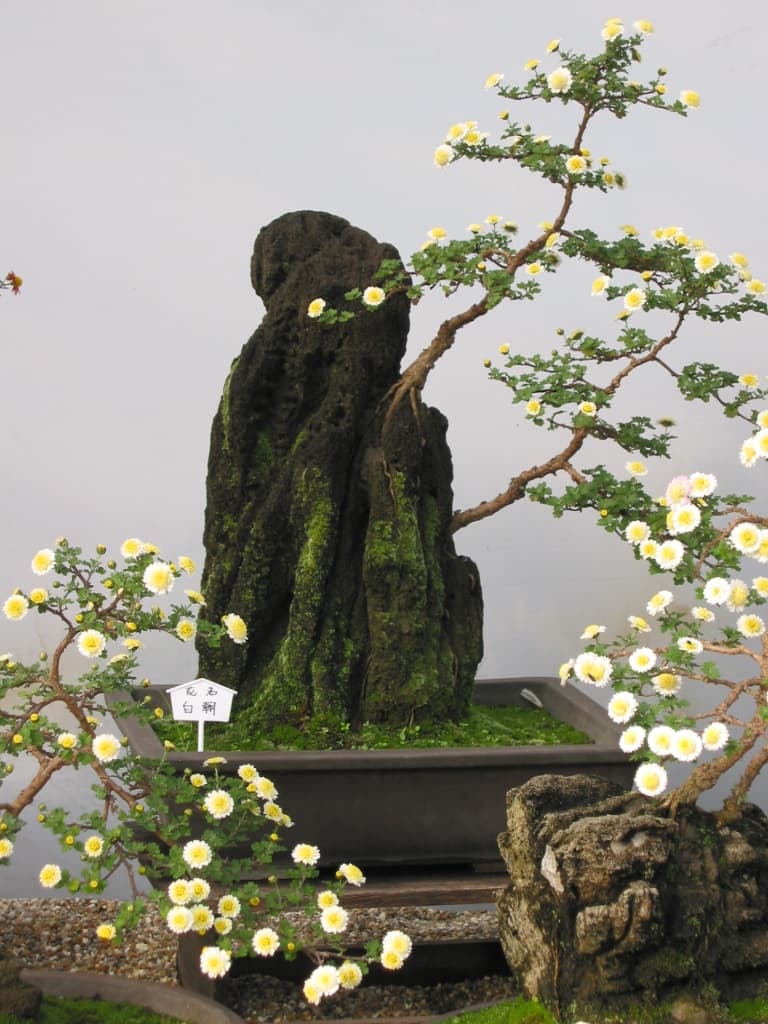 Flowering White Chrysanthemum Root-over-Rock Bonsai