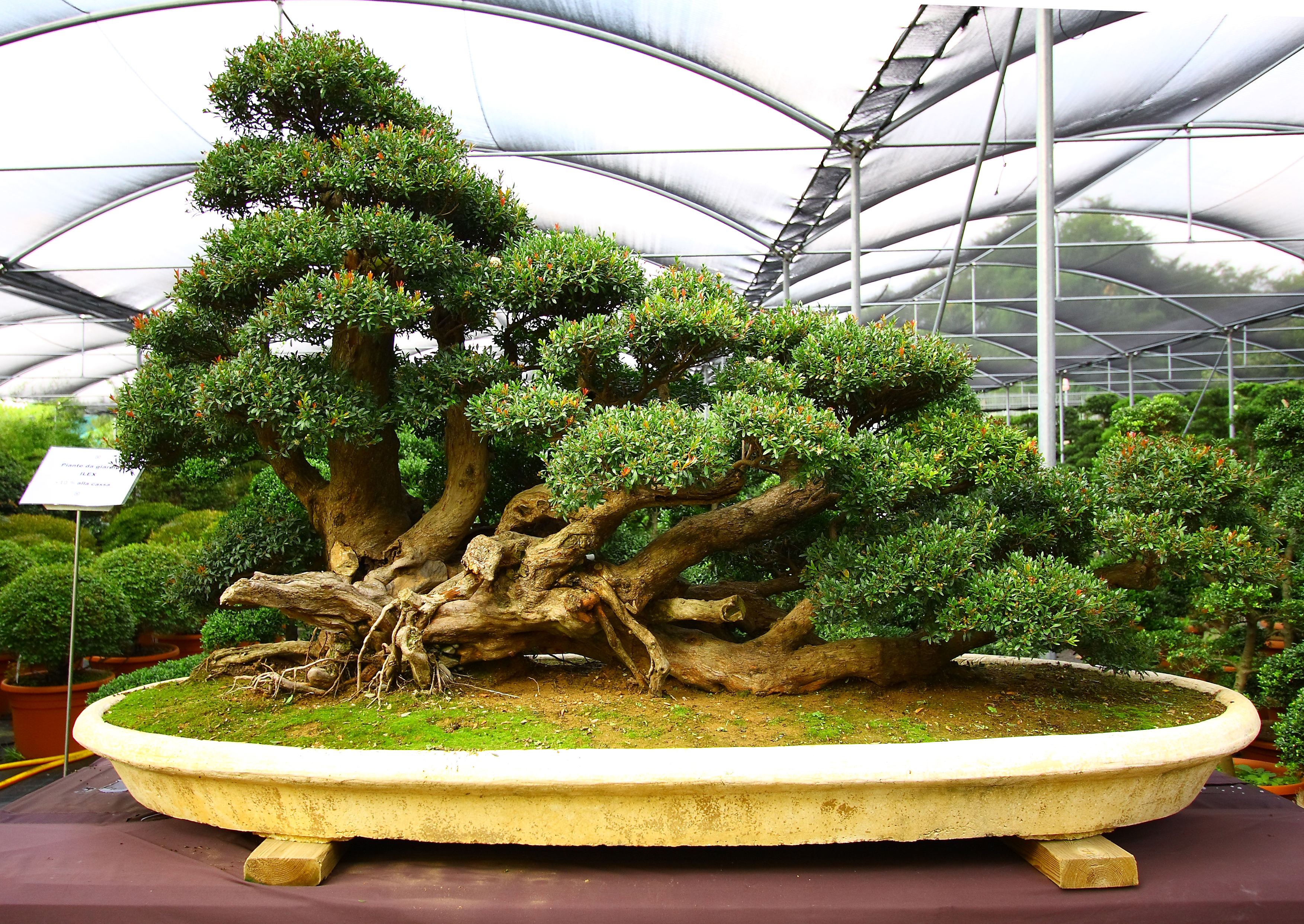 Ancient Chinese Banyan Bonsai