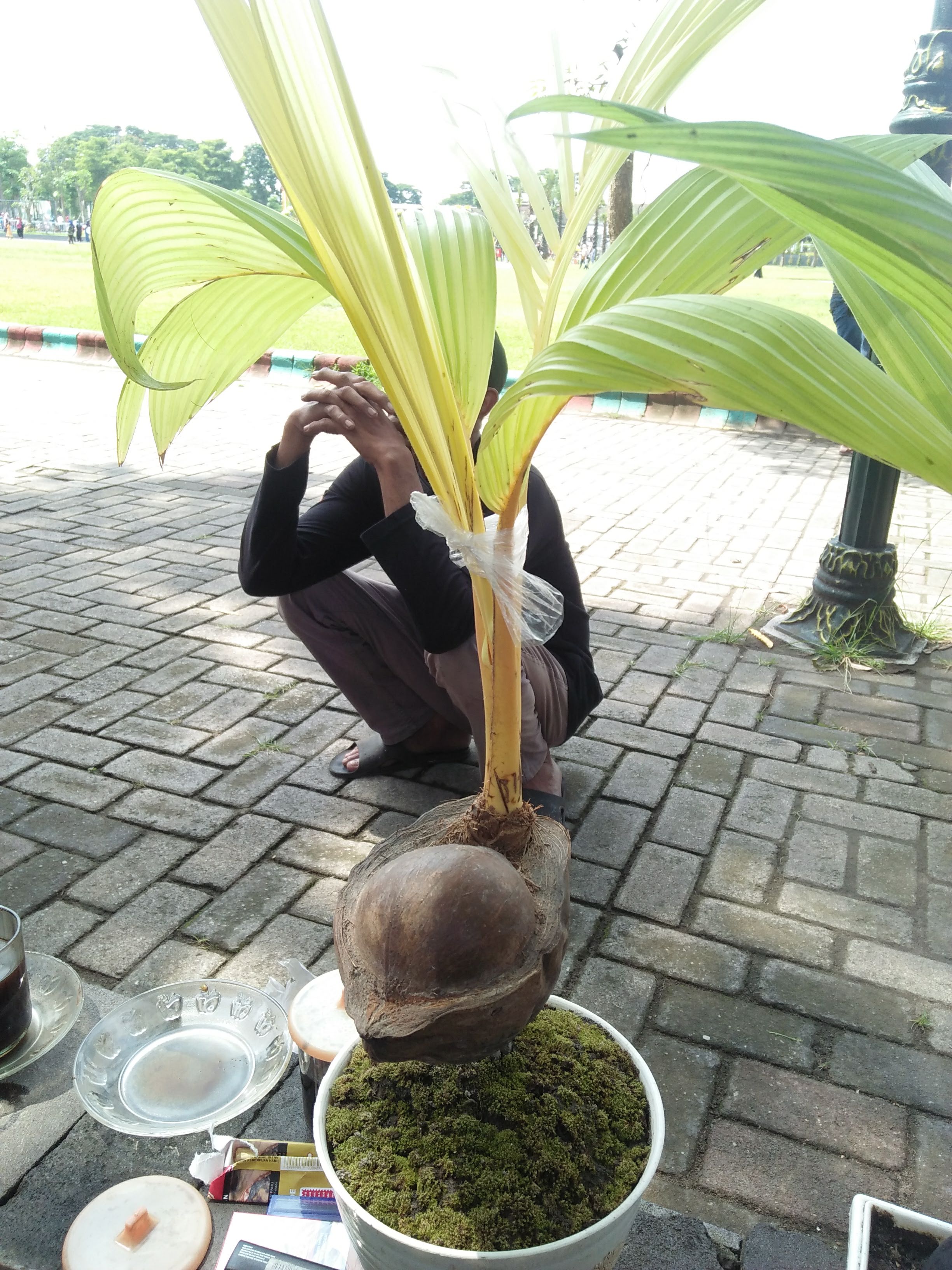 Coconut Bonsai (Bonsai Kelapa)