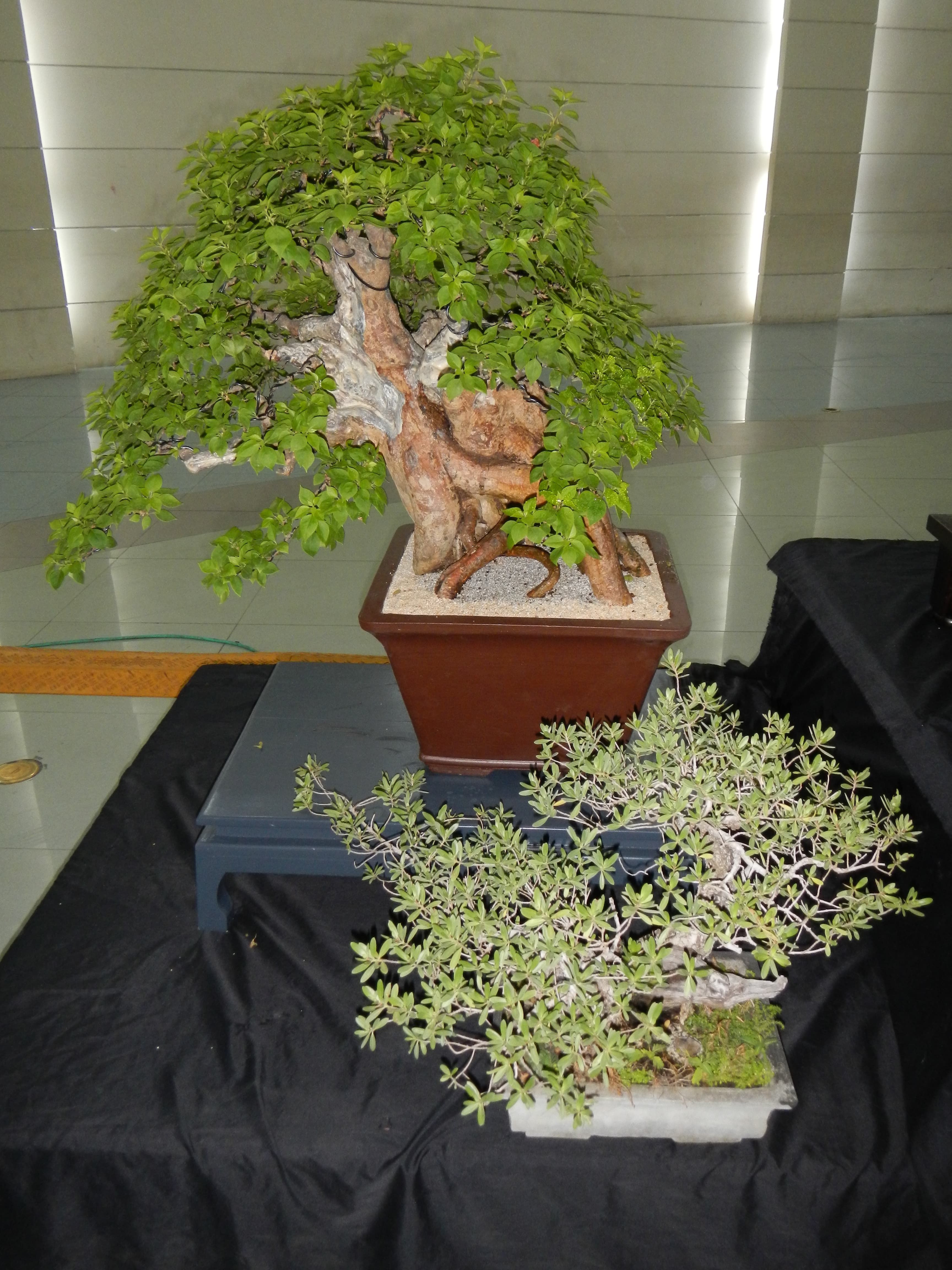 Ancient Bougainvillea Bonsai