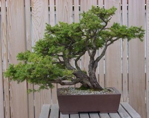 Multi-Trunk Juniper Bonsai