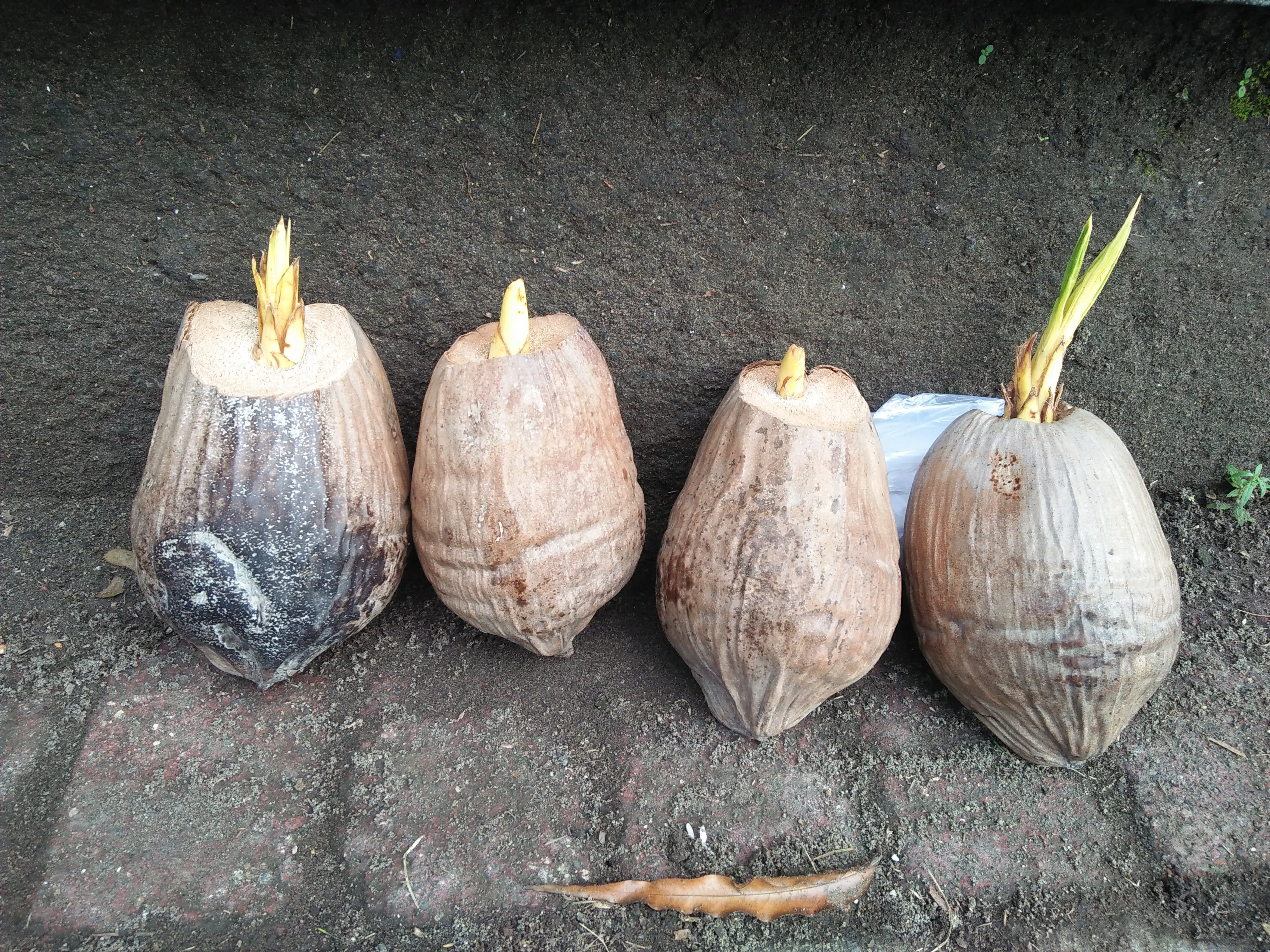 Germinating Coconut Bonsai Material