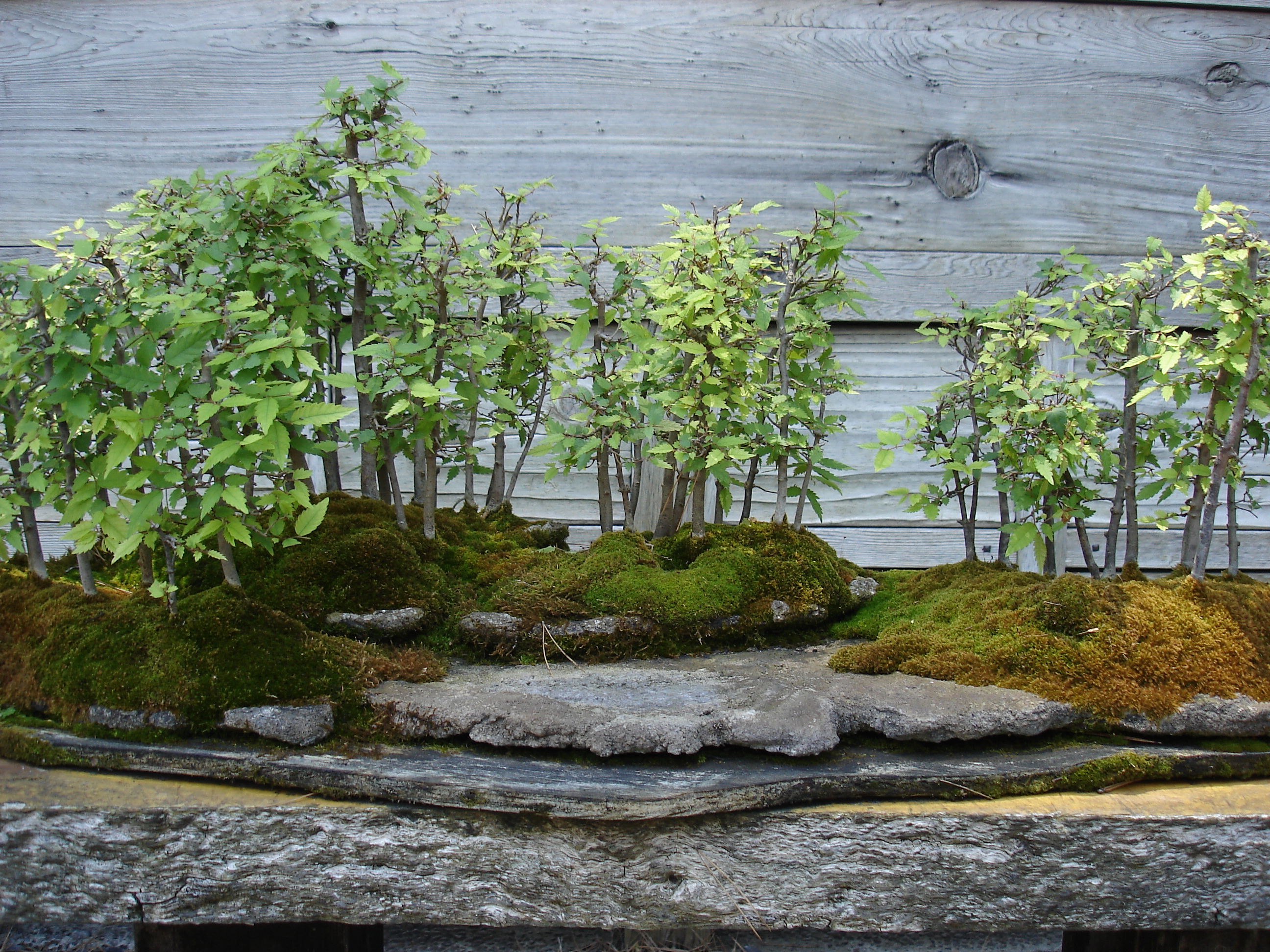 Japanese Zelkova Forest Bonsai
