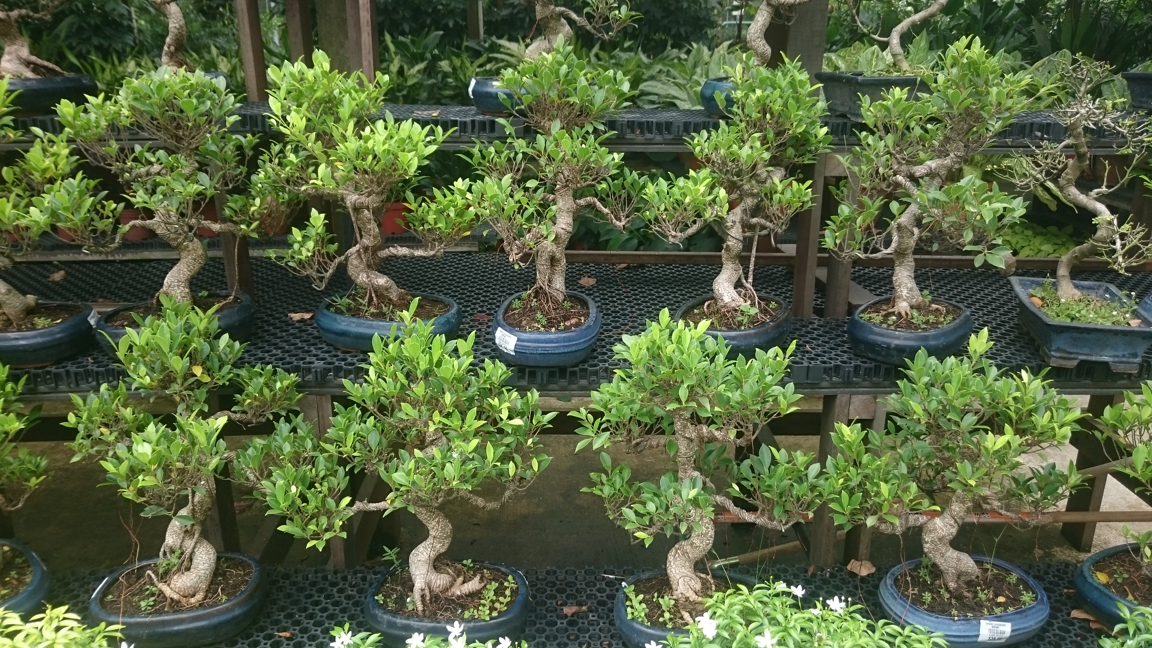 Ginseng Ficus Informal Upright Bonsai