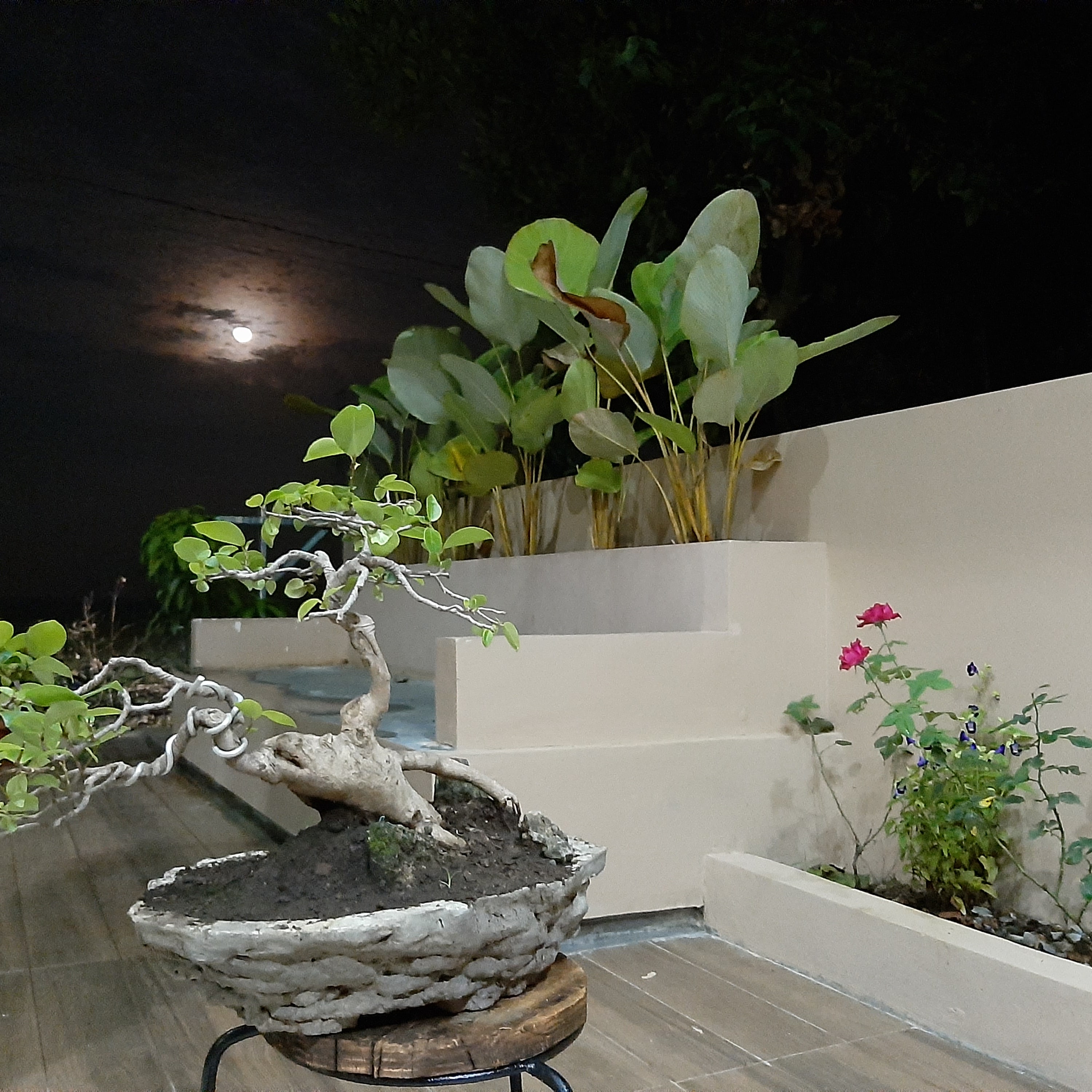 Informal Upright Ficus Bonsai