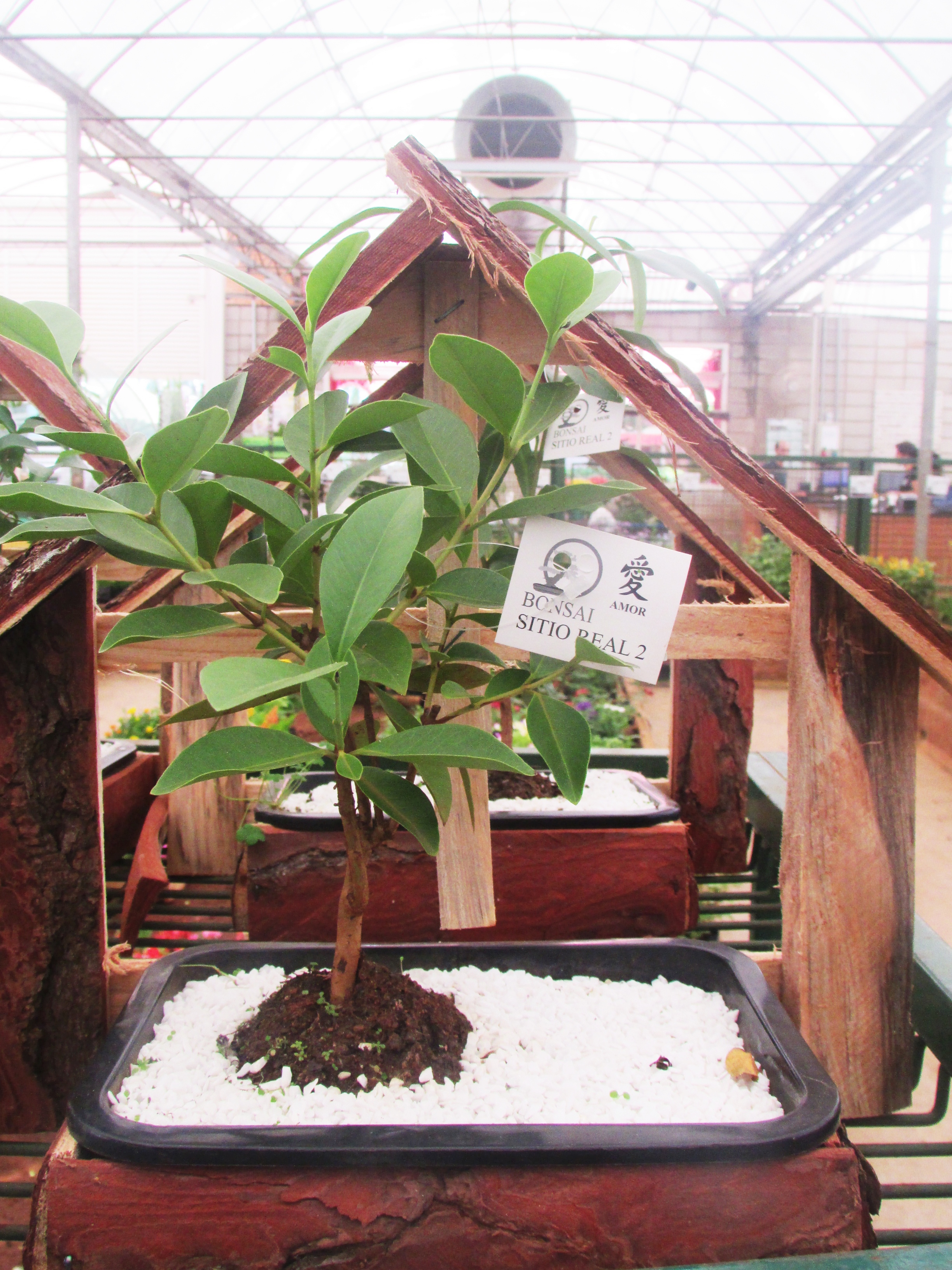 Young Ficus Informal Upright Bonsai