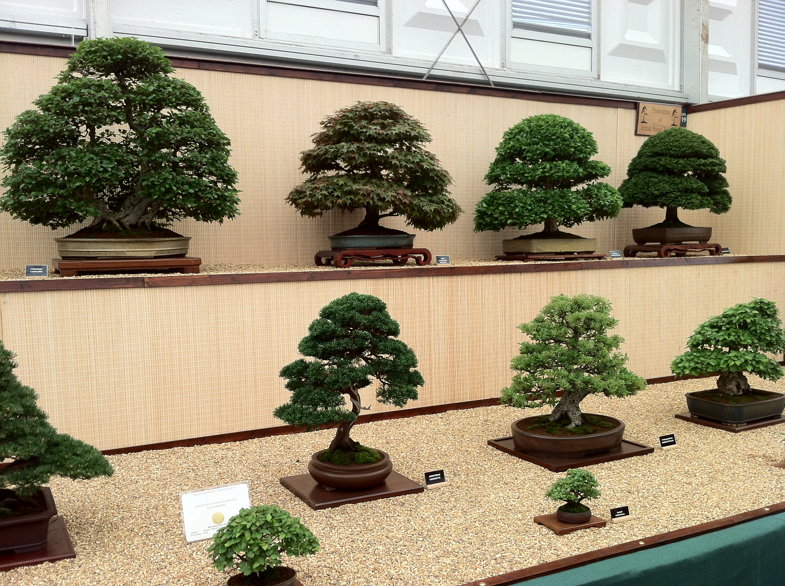Japanese Zelkova Bonsai