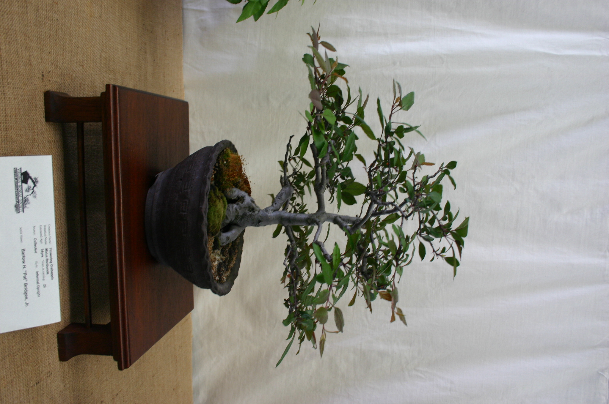 Flowering Crabapple Bonsai
