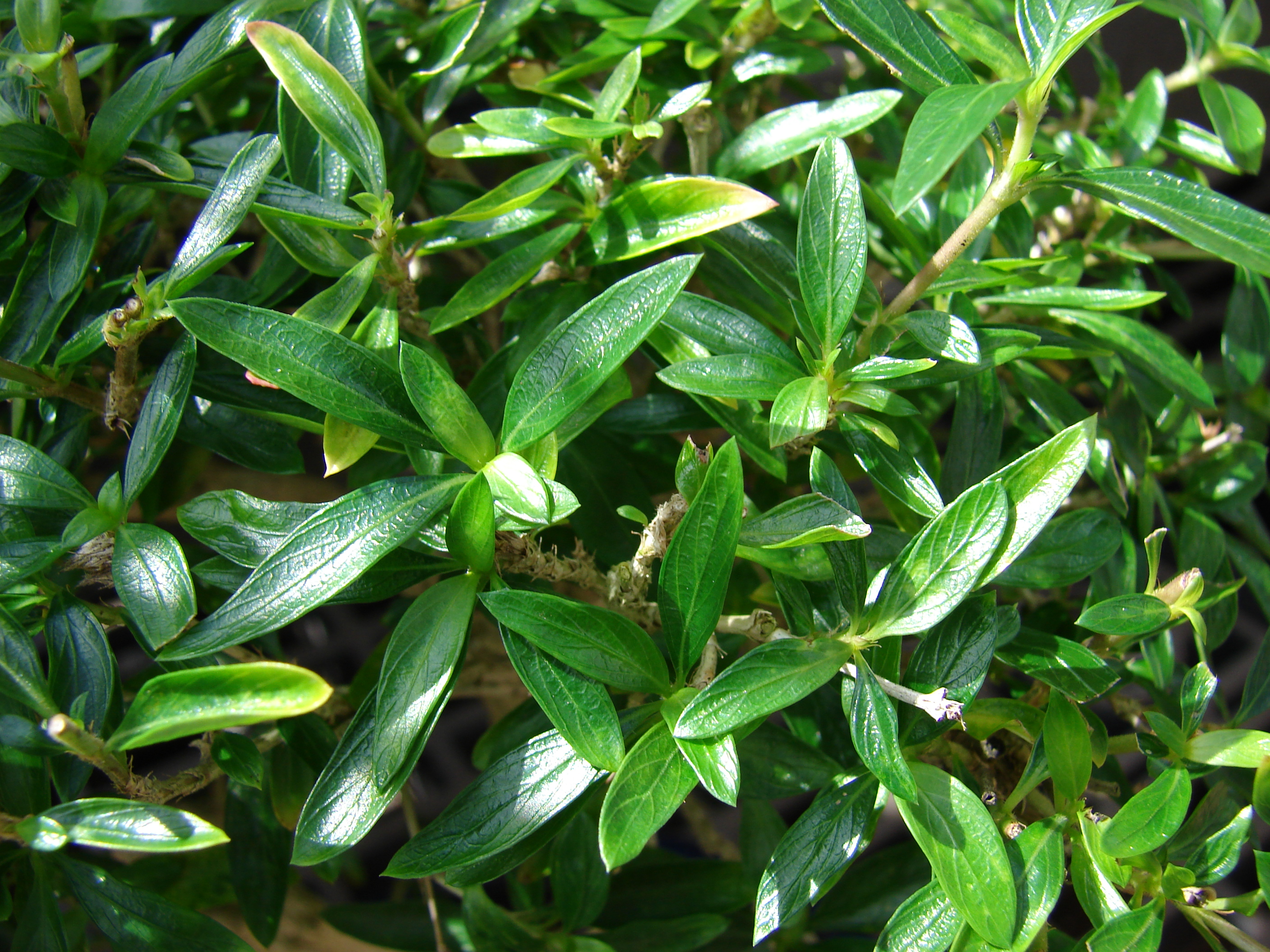 Unidentified Rubiaceae Bonsai