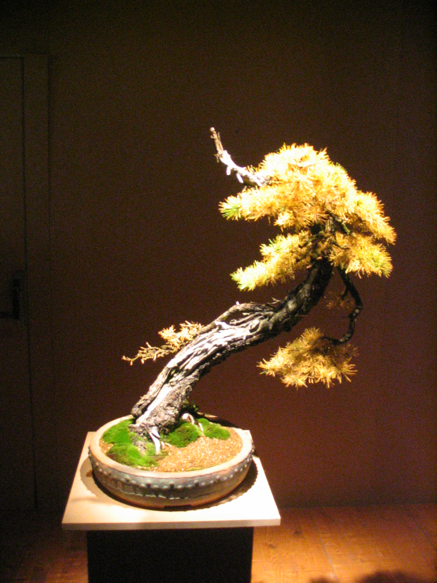 Slanting Larch Bonsai with Deadwood