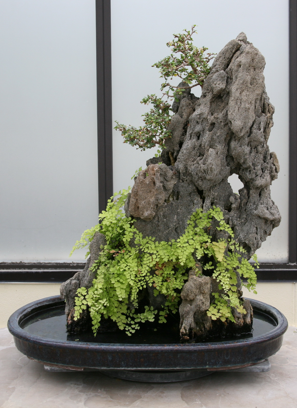 Fukien Tea Bonsai Clinging to Sandstone