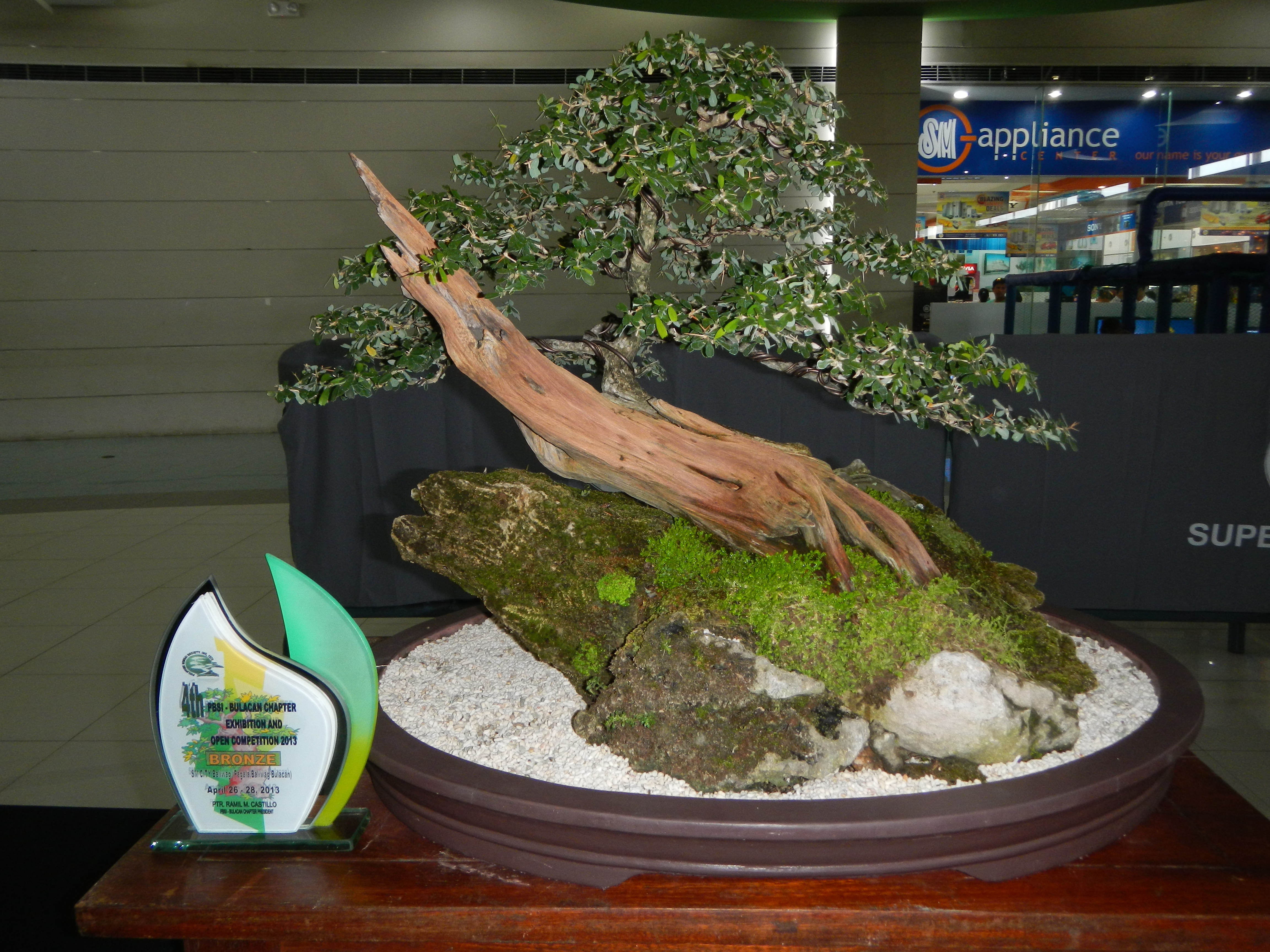 Premna Root-Over-Rock Bonsai with Deadwood