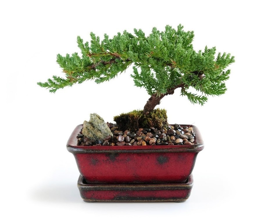 Dwarf Japanese Garden Juniper Bonsai