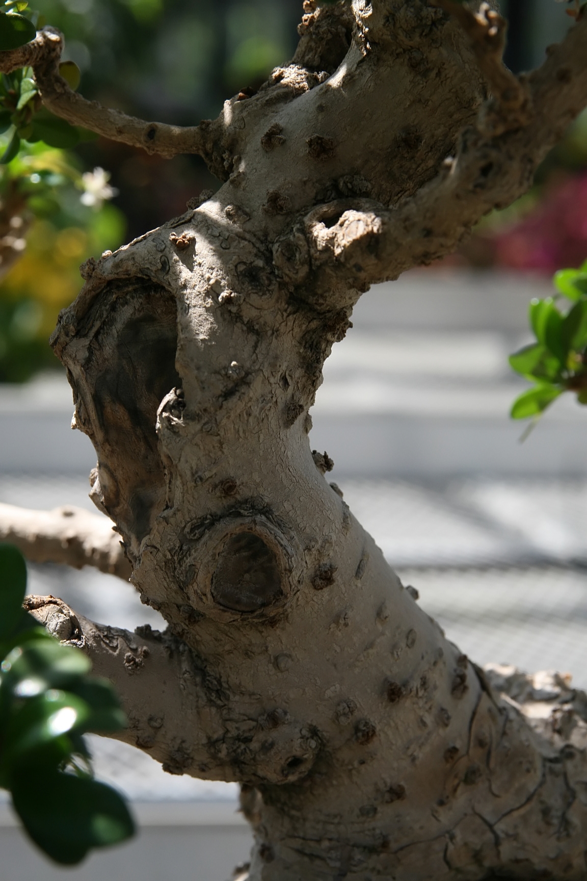 Fukien Tea Tree Bonsai
