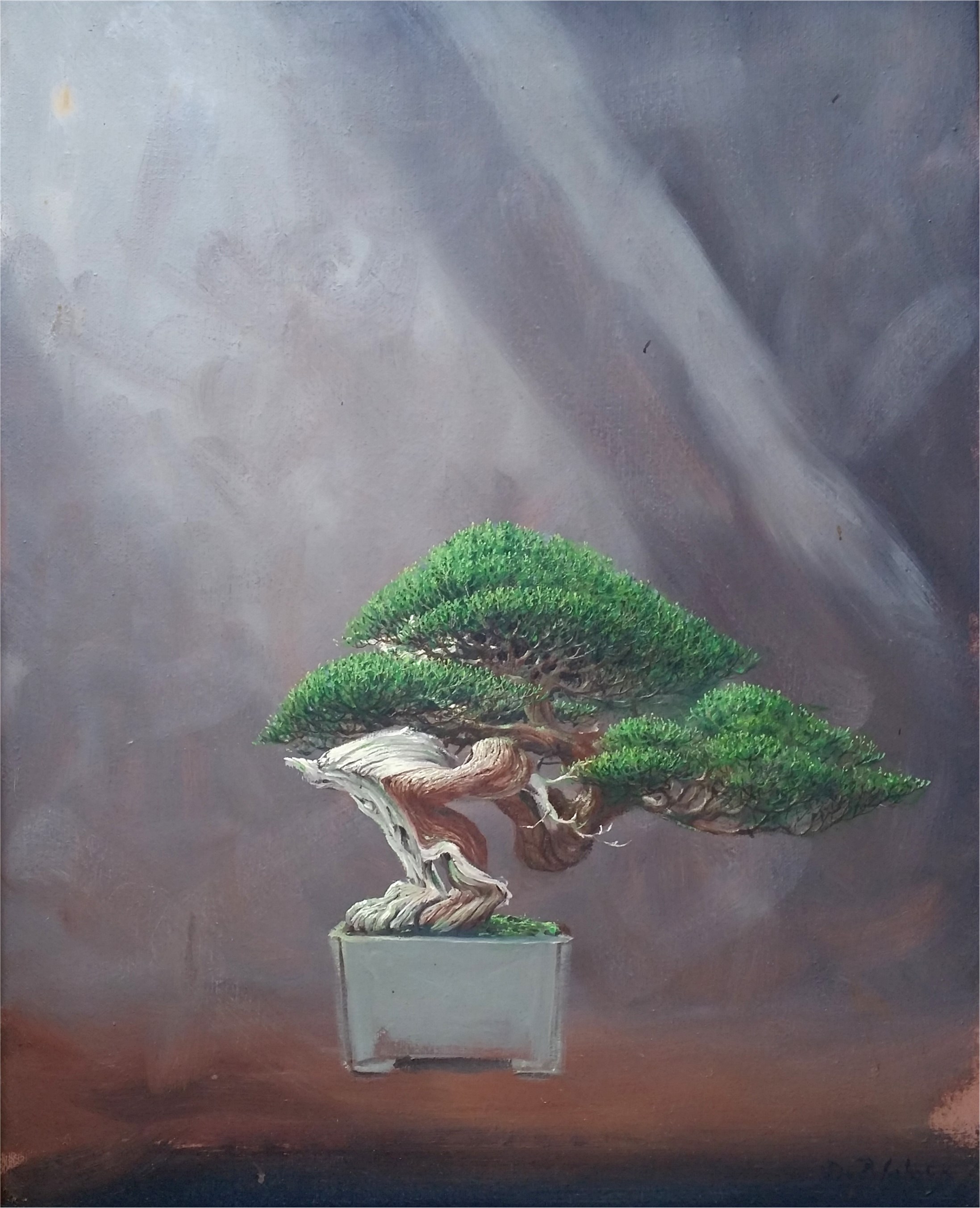 Shimpaku Juniper Semi-Cascade with Dramatic Deadwood