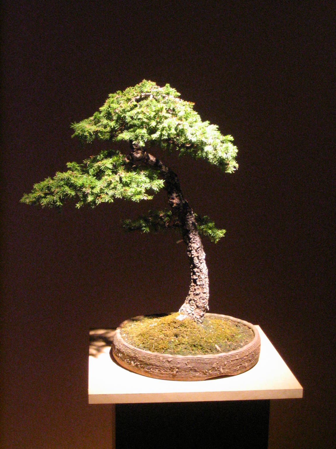 European Larch Informal Upright Bonsai